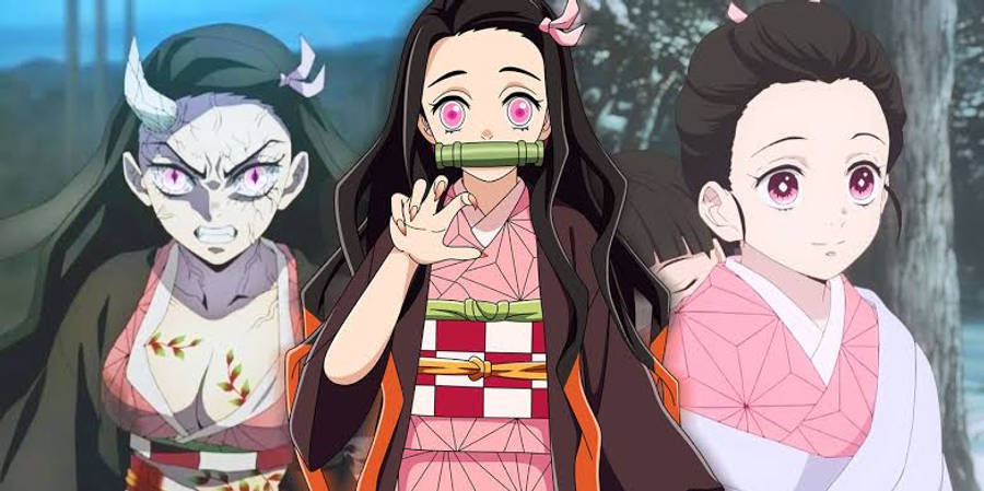 Demon Slayer Nezuko'nun Farklı Yaşam Evreleri Duvar Kağıdı