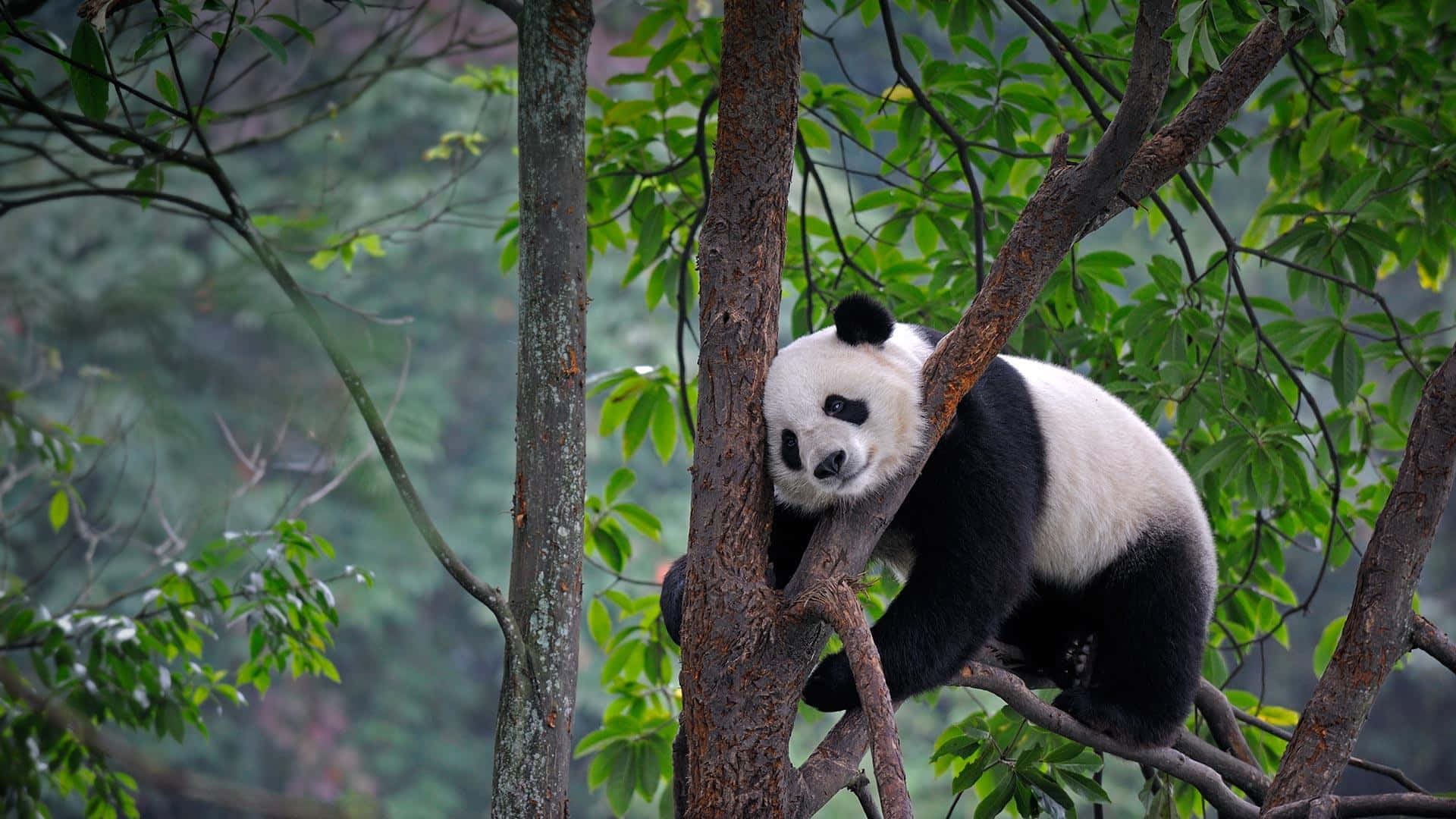 Dev Panda Ağaç Yaprakları Duvar Kağıdı