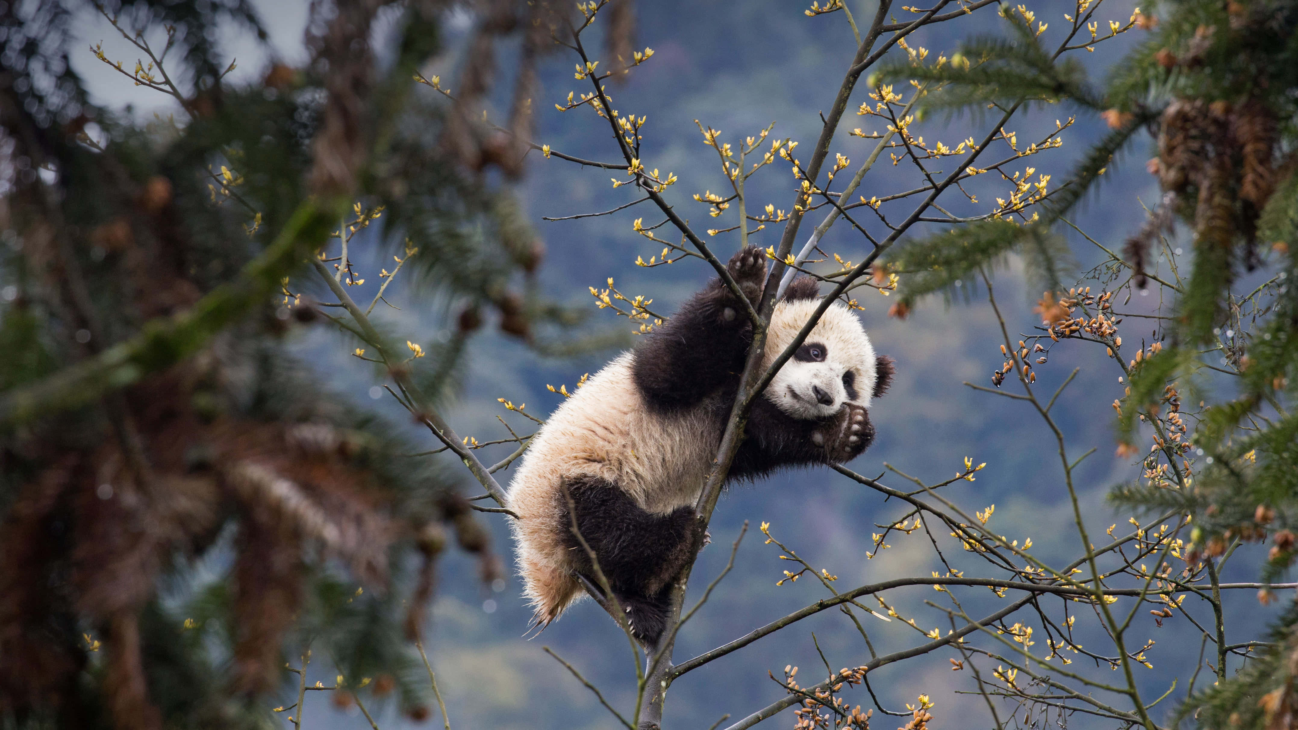 Dev Panda Ağaca Tırmanıyor Duvar Kağıdı