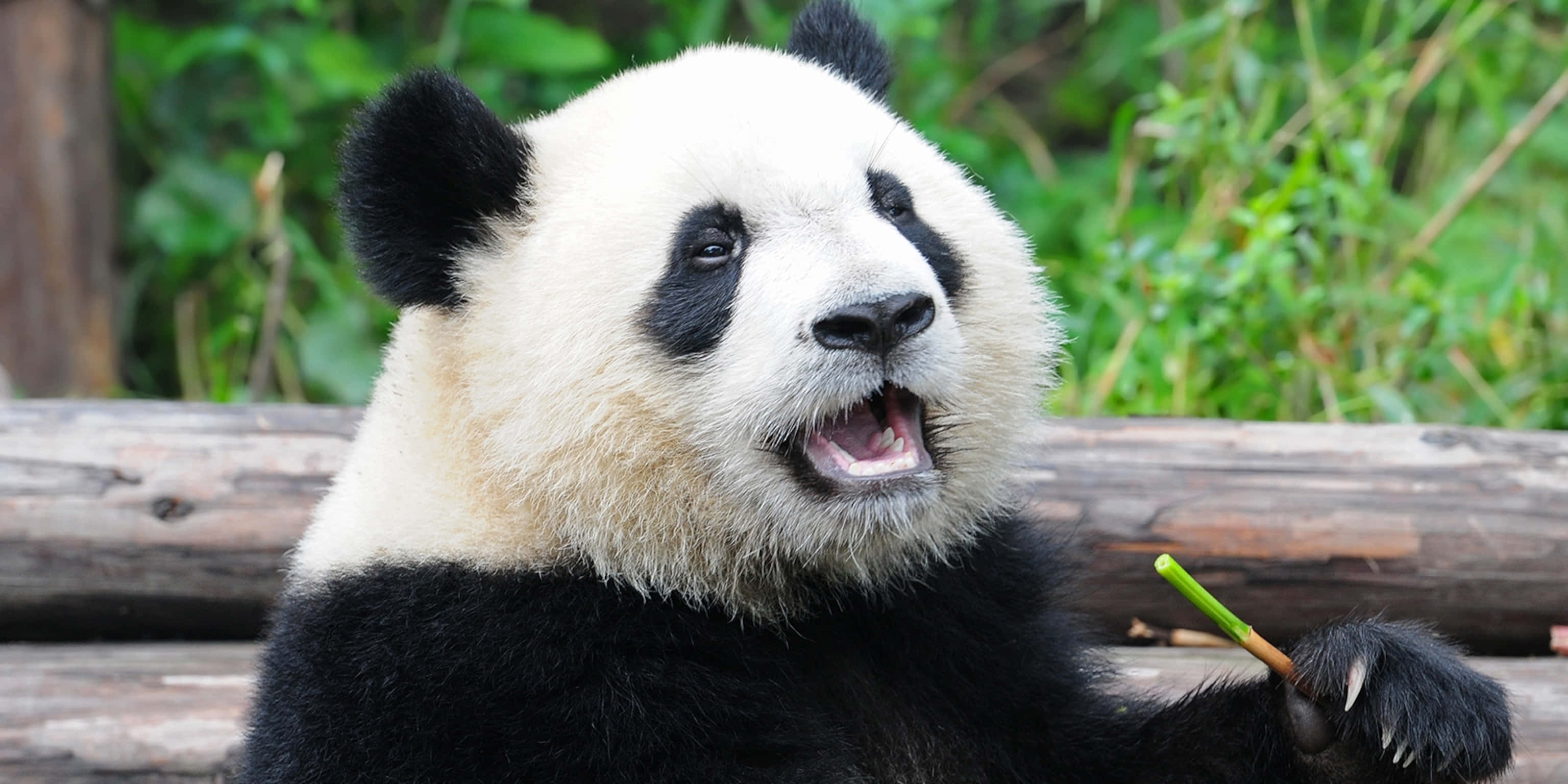 Dev Panda Ağzını Açıyor Duvar Kağıdı