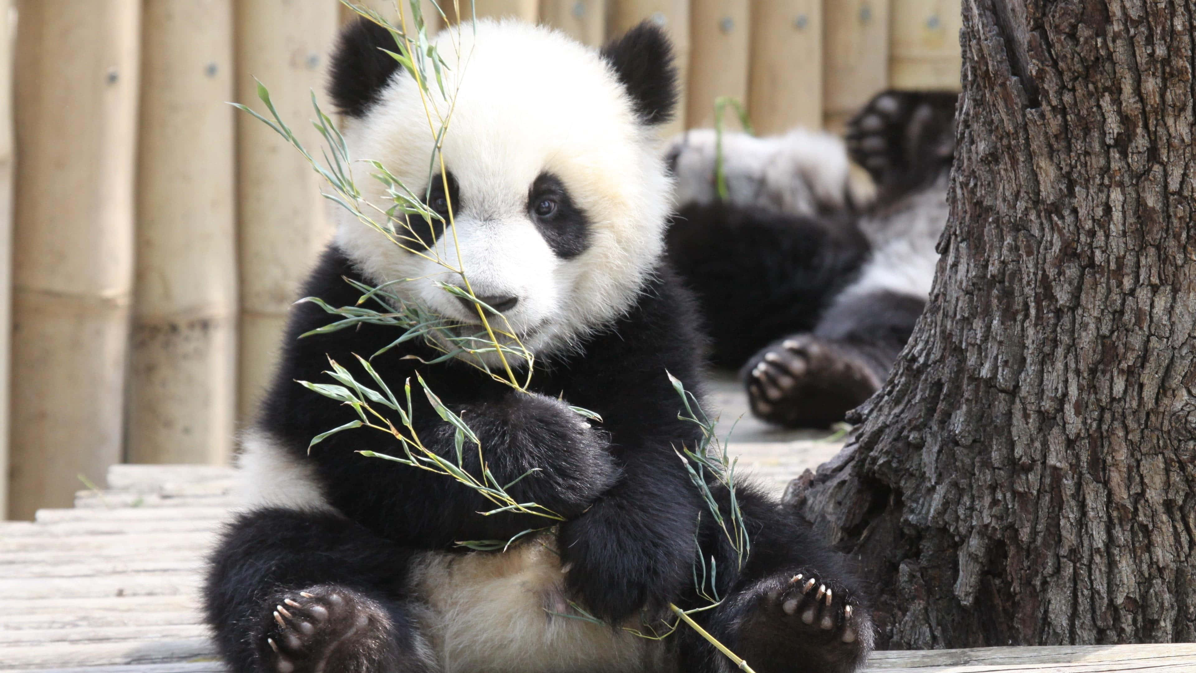 Dev Panda Bambu Dalı Tutuyor Duvar Kağıdı