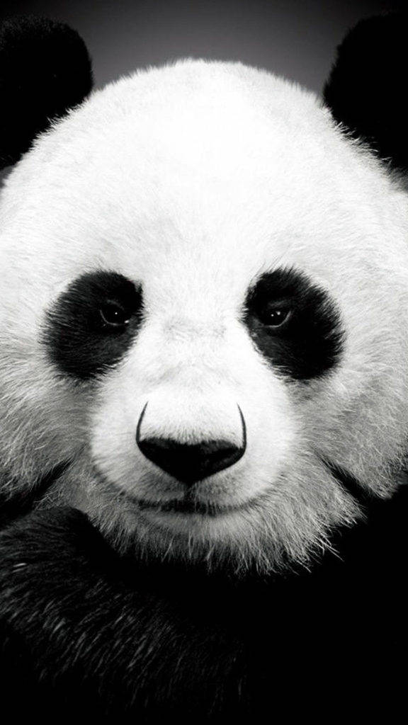 Dev Panda iPhone 6 Duvar Kağıdı