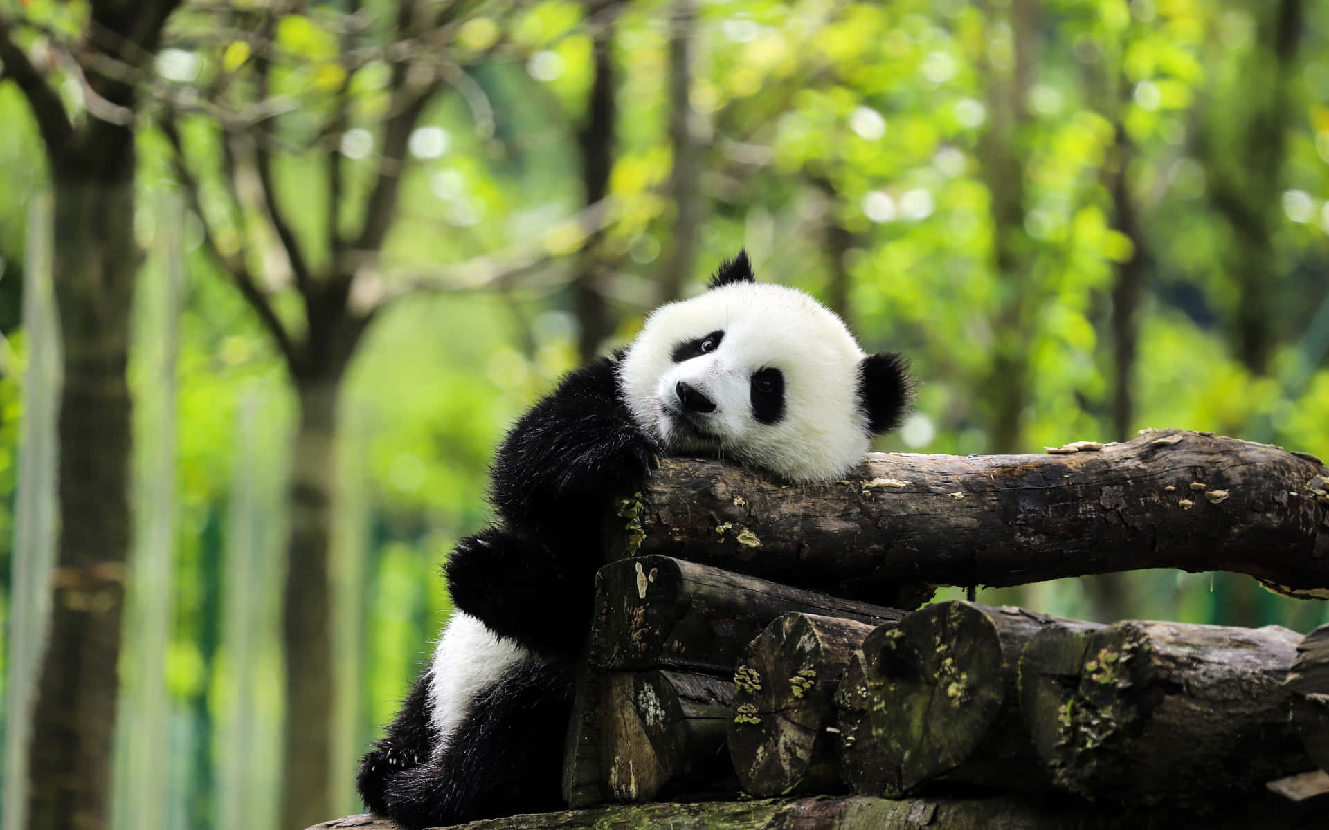 Dev Panda Kütük Yığını