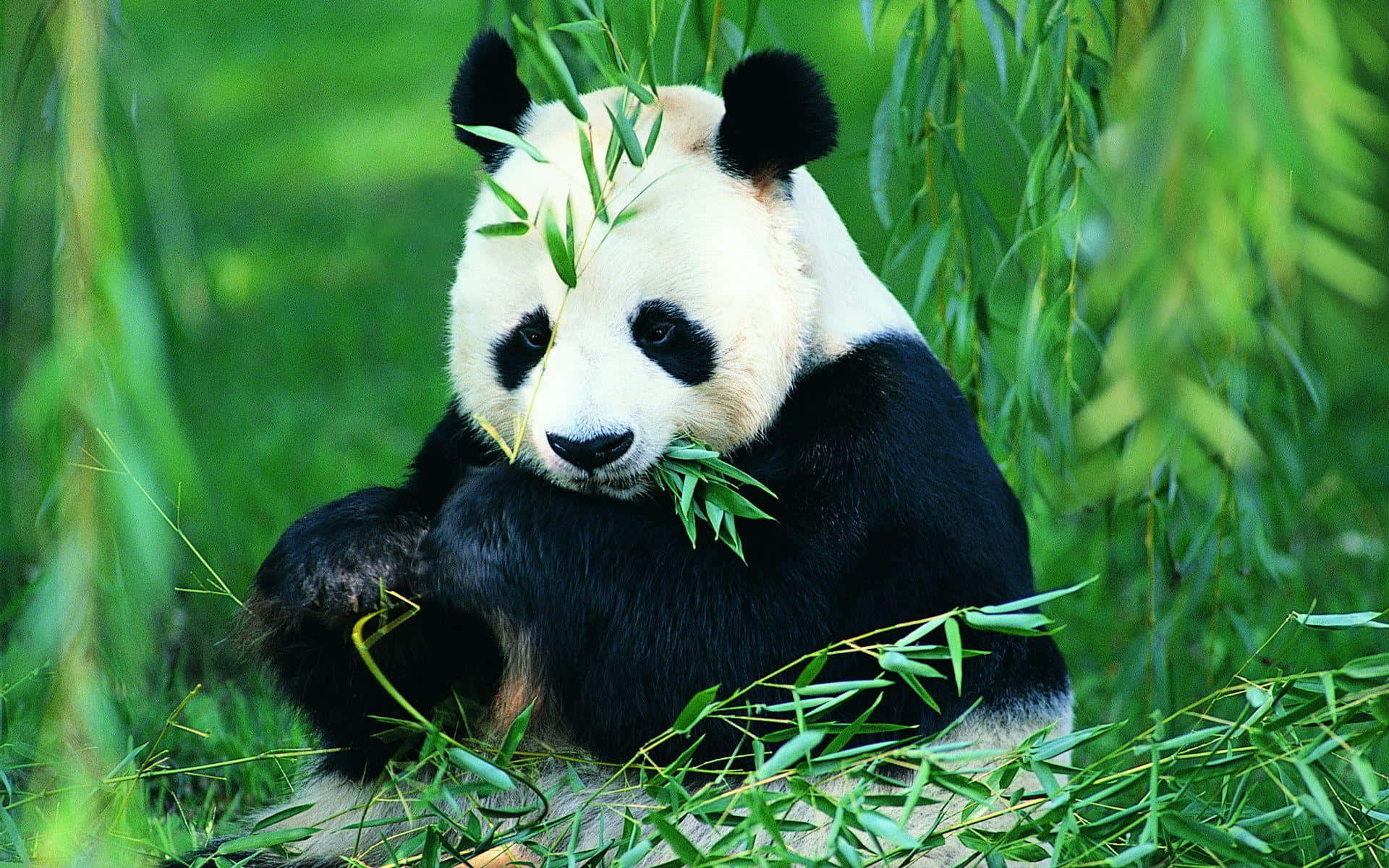 Dev Panda Yaprak Yiyor