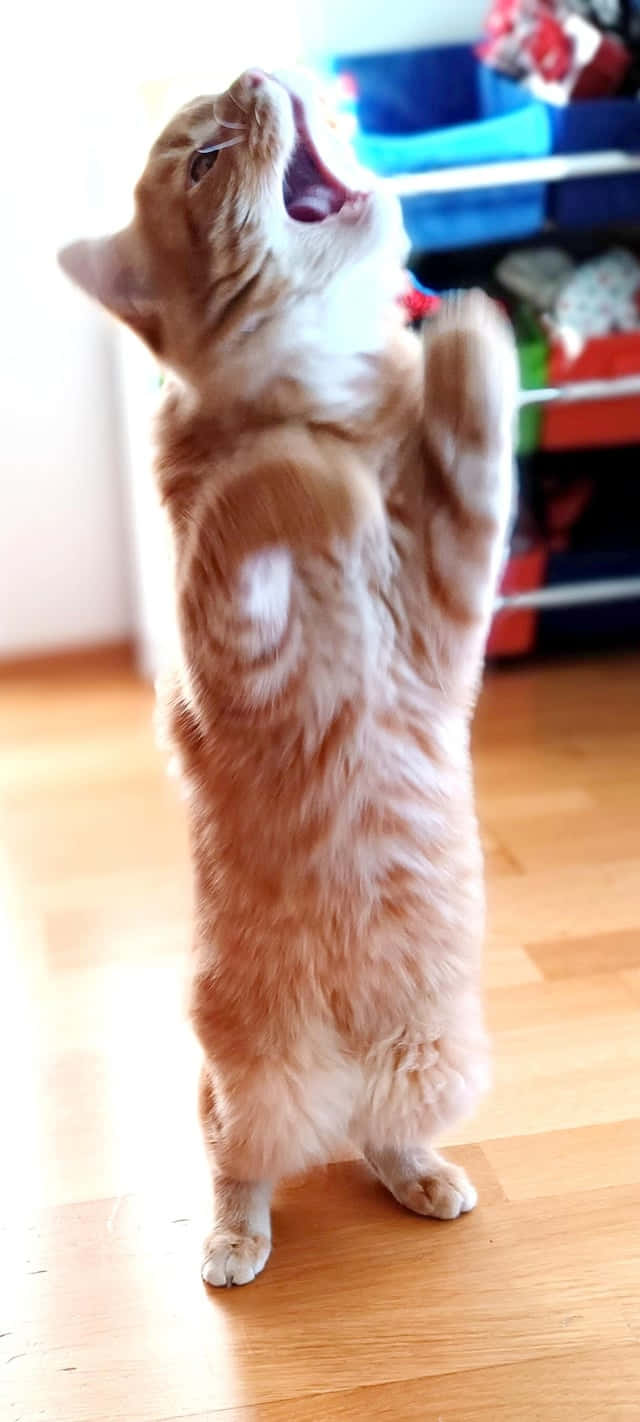 Dik Durarak Dans Eden Kedi.JPG Duvar Kağıdı