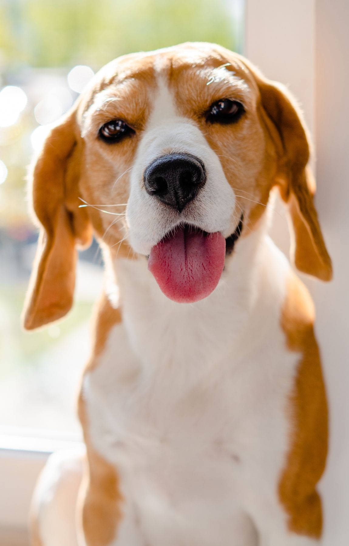 Dilini Çıkarmış Sevimli Beagle Köpek Duvar Kağıdı