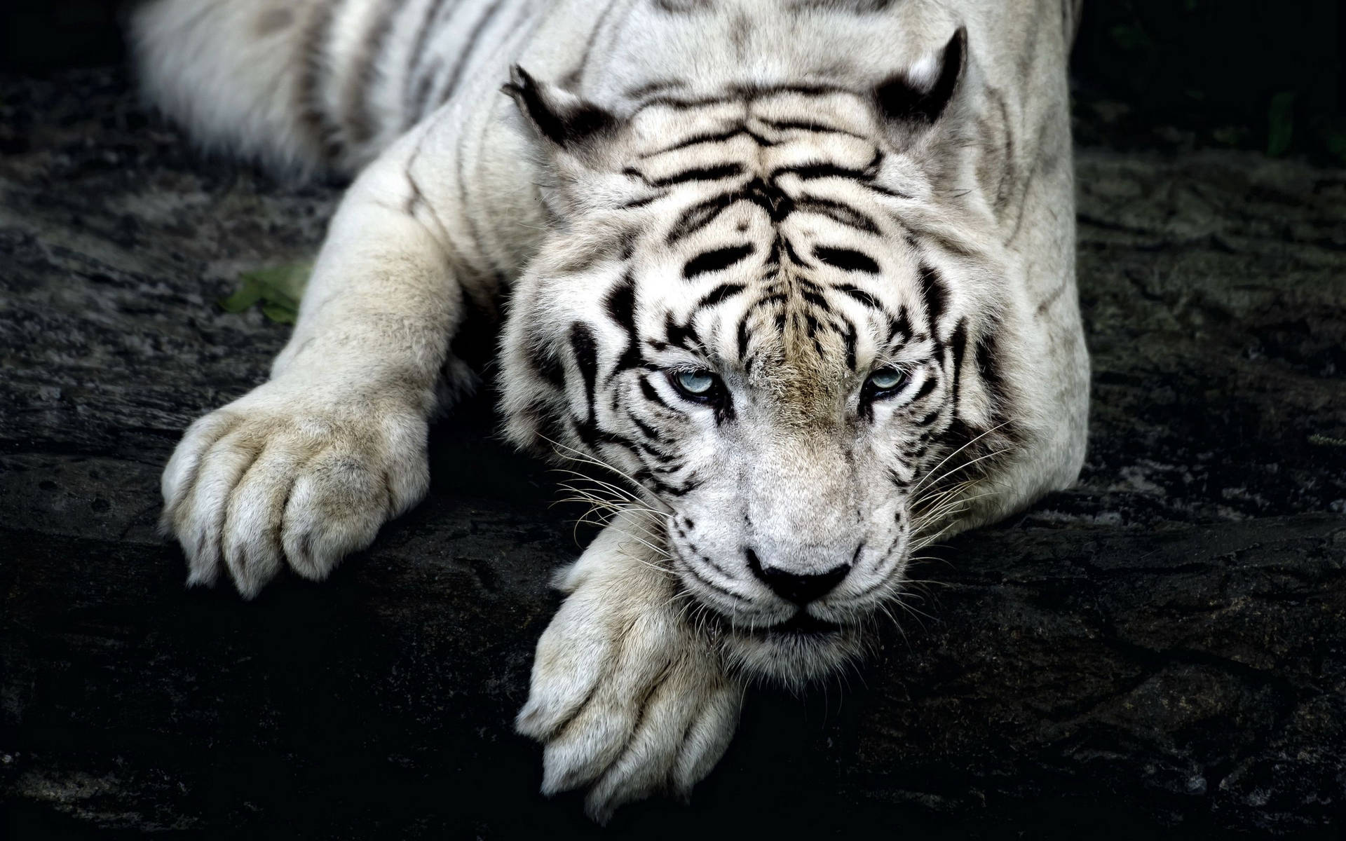 Sert bir kayanın üzerinde tetikte albino kaplan duvar kağıdı