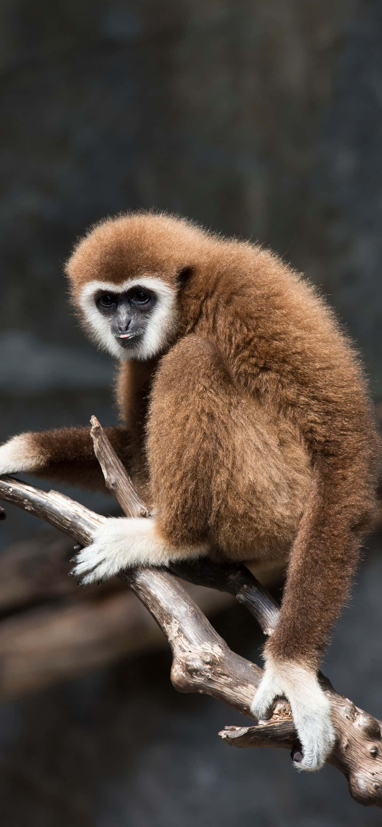 Doğa Çağırıyor - iPhone Xs Max Gibbon Duvar Kağıdı