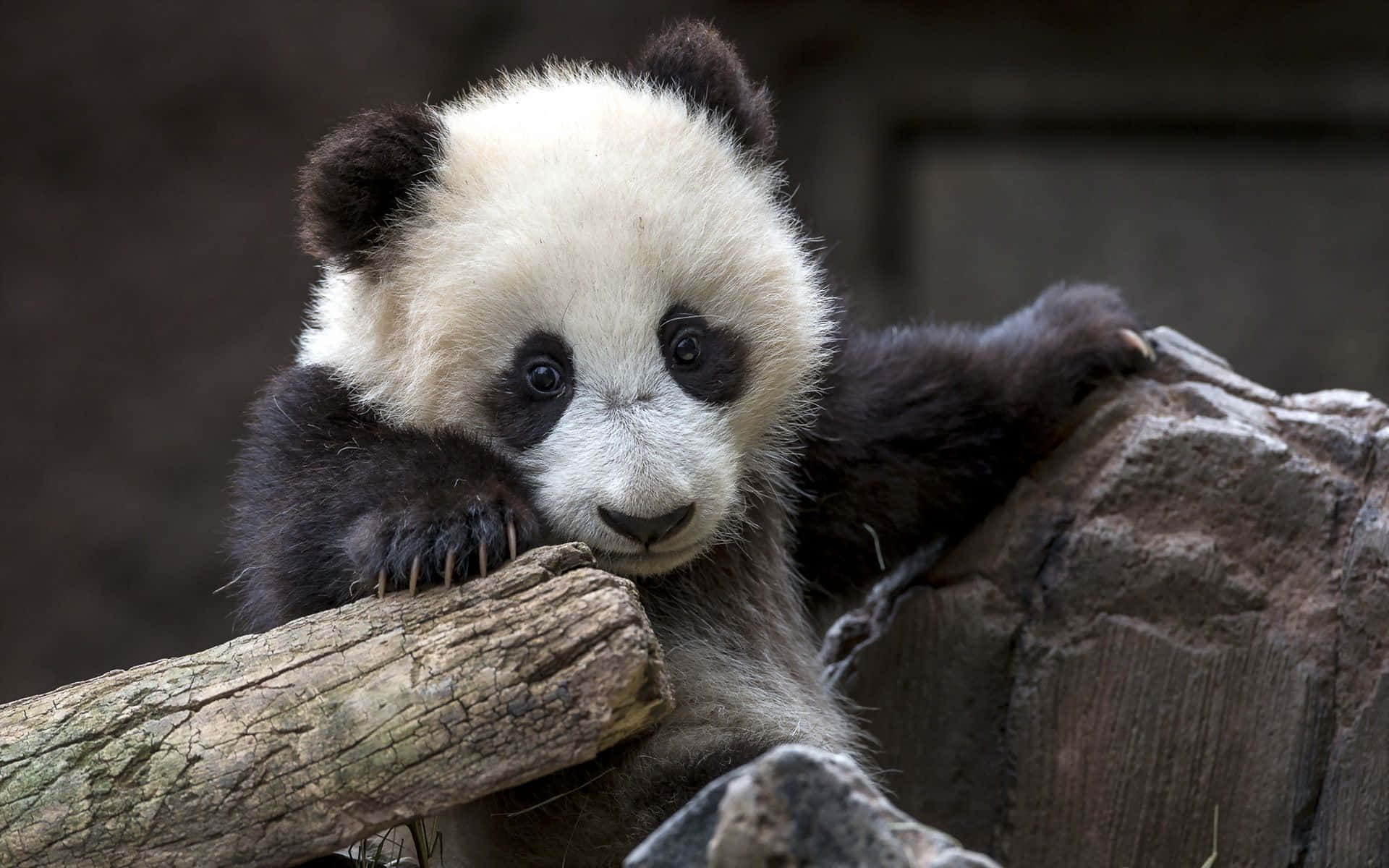 Doğada Yürüyen Siyah Beyaz Bir Panda Duvar Kağıdı