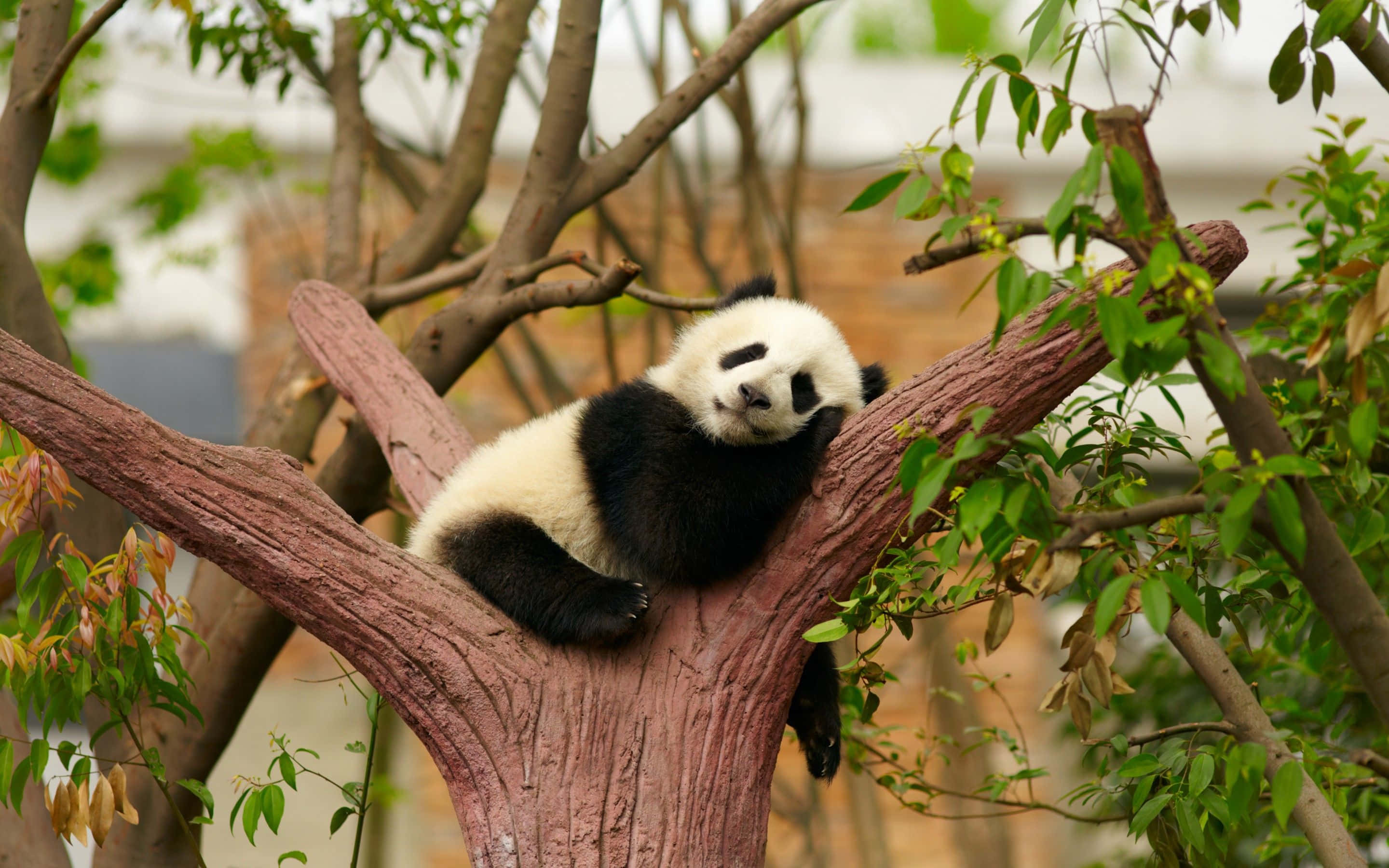 Doğal ortamında atıştırmalığının tadını çıkaran sevimli bir panda Duvar Kağıdı