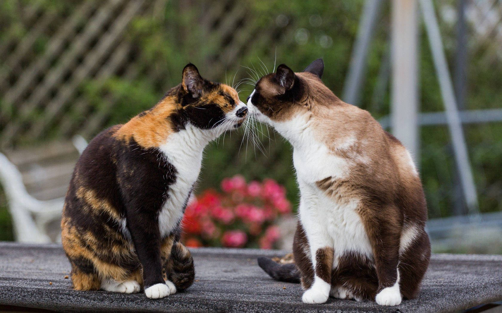 Dostluk şekil ve boyutla gelmez, bolca sevgi ve mırıltıyla gelir 🐱 💞 Duvar Kağıdı