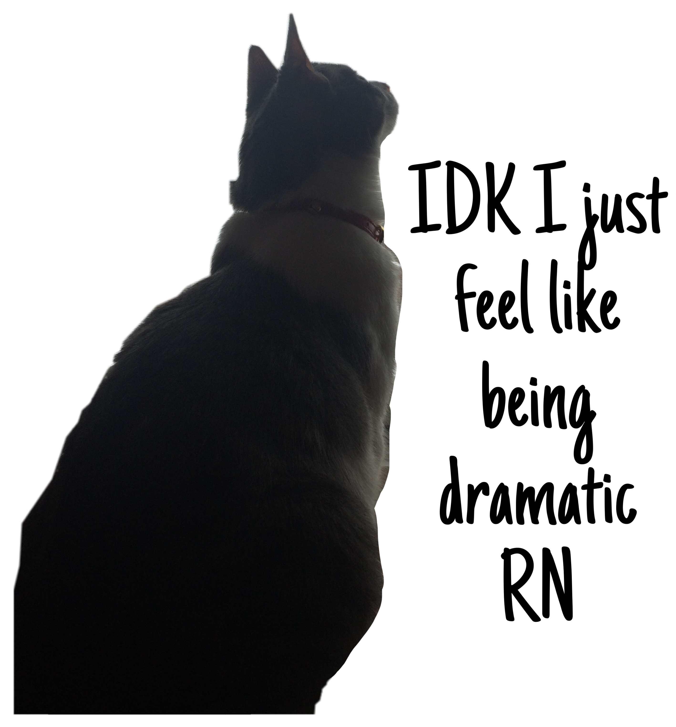 Dramatik Kedi Silüeti_ Meme Duvar Kağıdı