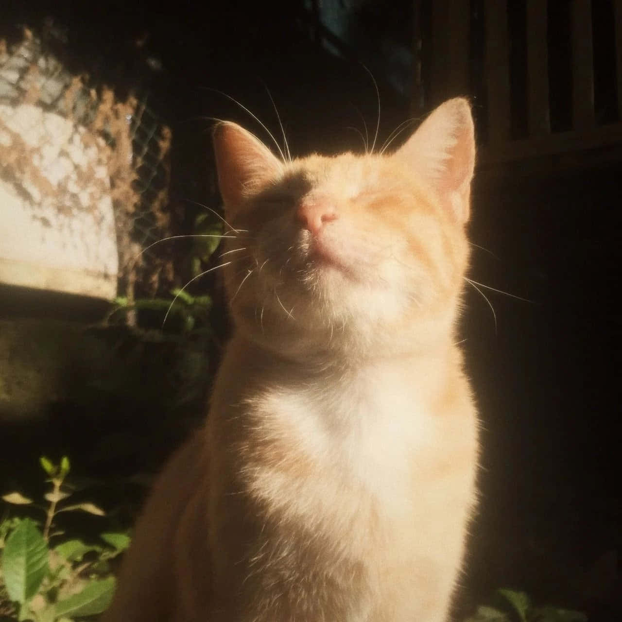 Dünyayı Aesthetic Cat ile daha şık bir yer haline getirin Duvar Kağıdı