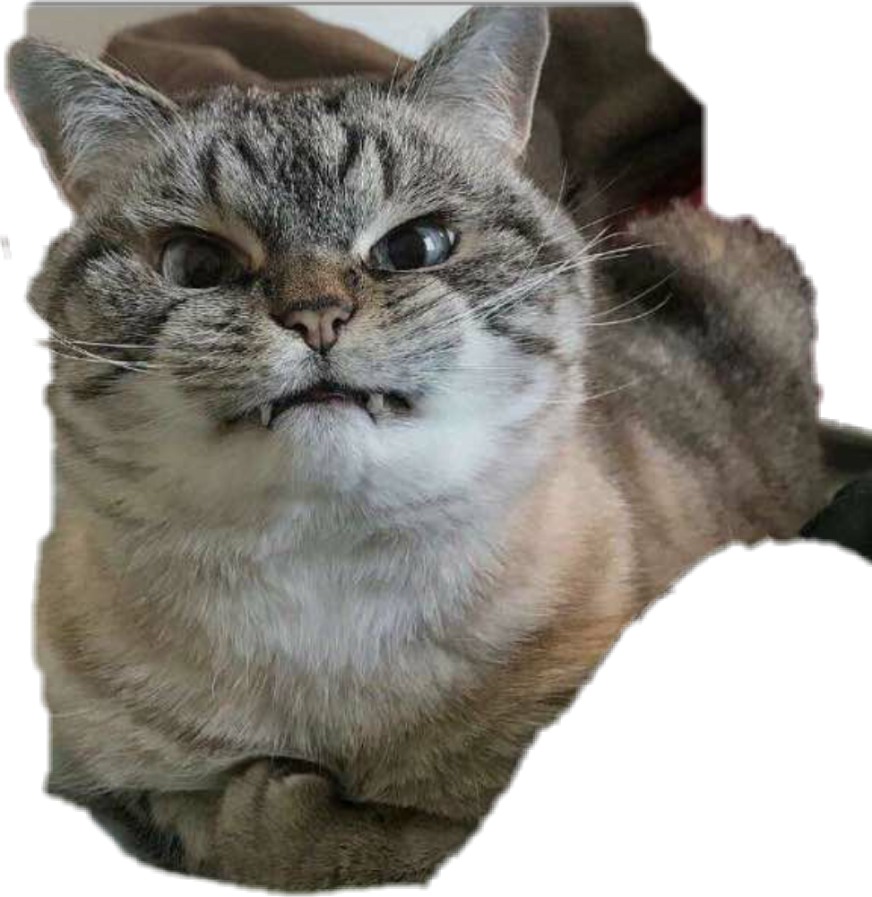 Eğlenceli Tekir Kedi Komik İfade Duvar Kağıdı