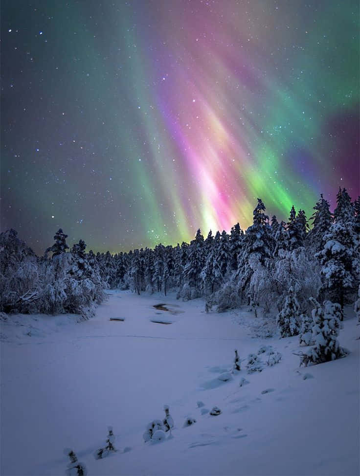 Embracing the Beauty of a Winter Wonderland Duvar Kağıdı