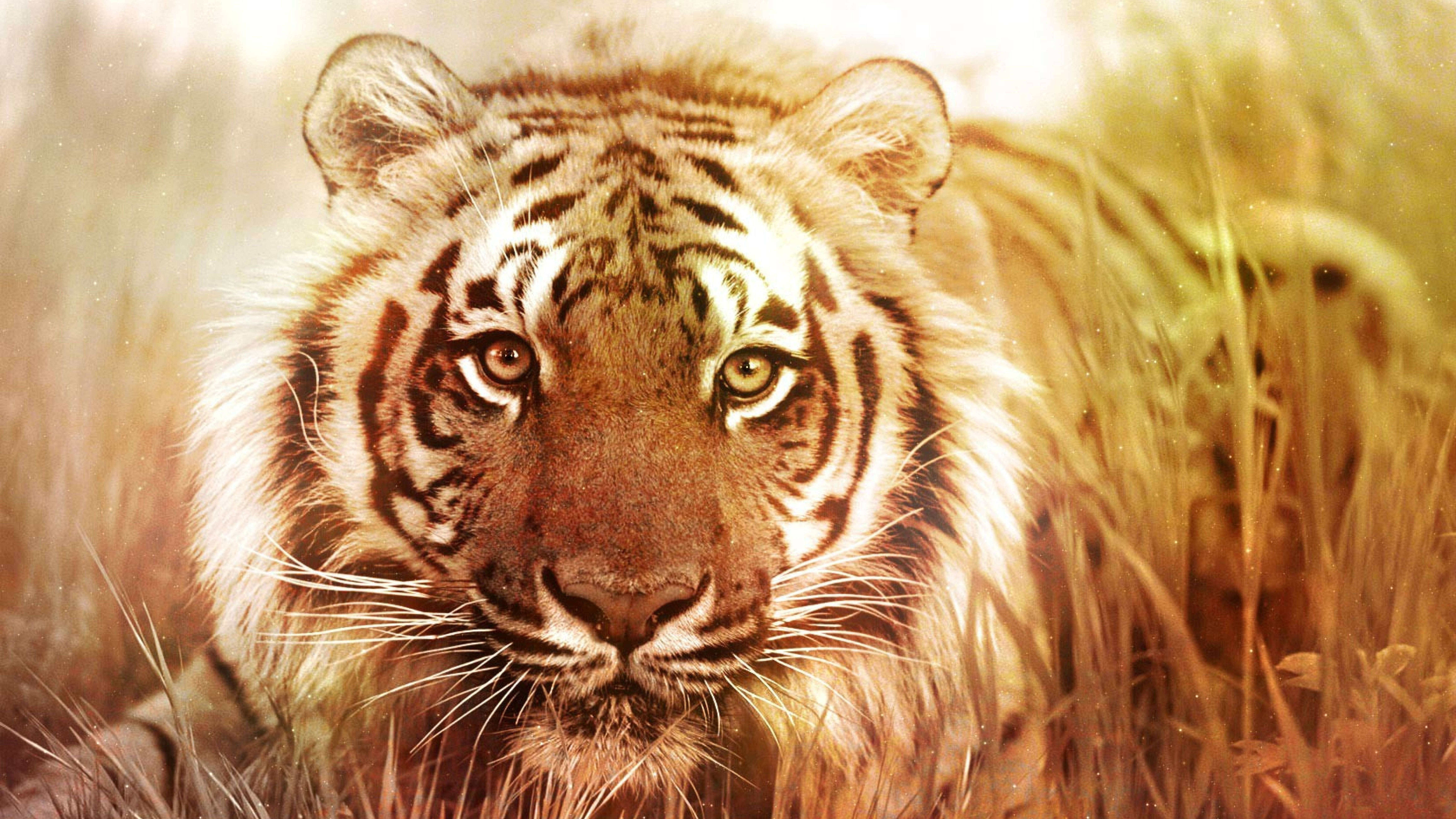 En Büyük Yaşayan Kedi 8K Kaplan UHD Duvar Kağıdı