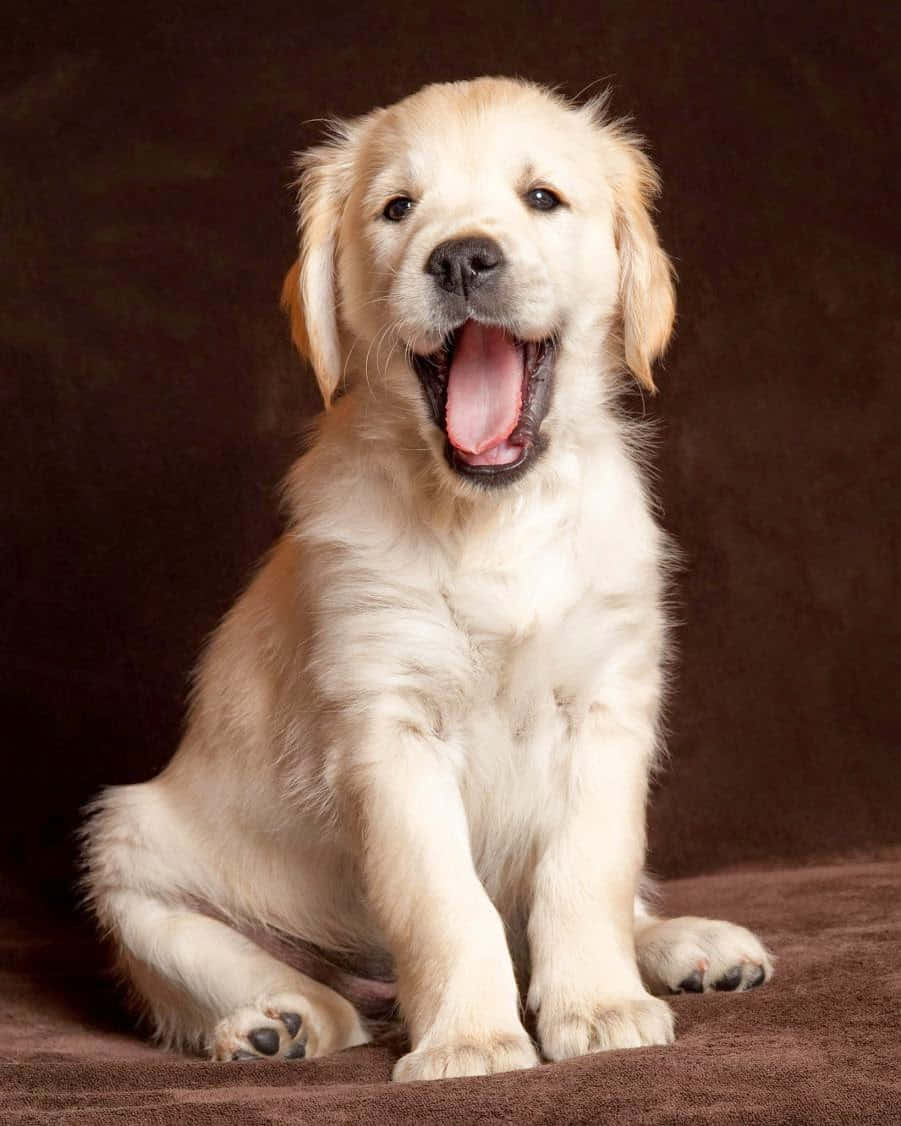 Esneyen Golden Retriever Yavrusu Fotoğrafı Duvar Kağıdı