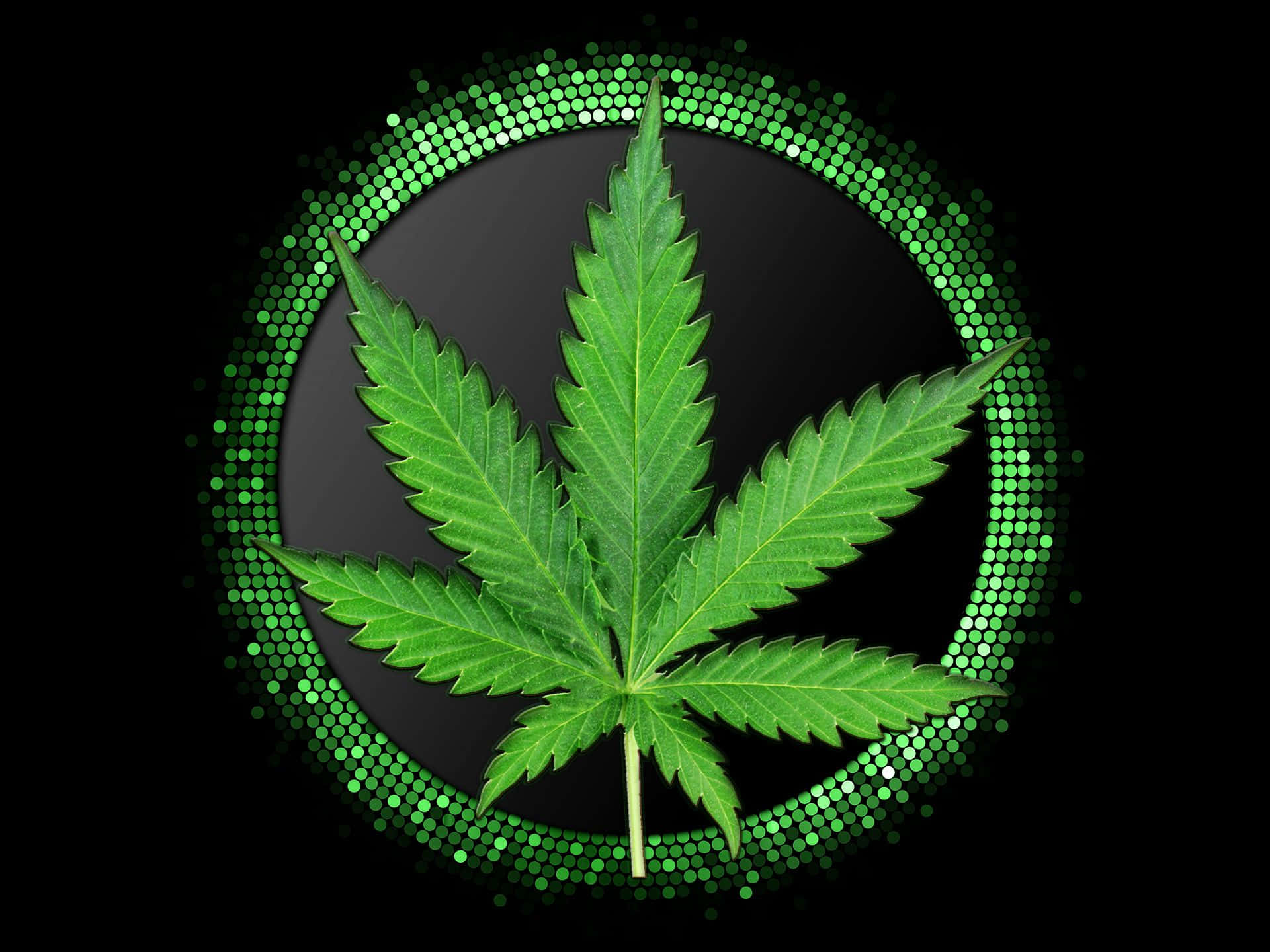 Esrar Yaprağı Yeşil Dairelerle Çevrili Duvar Kağıdı