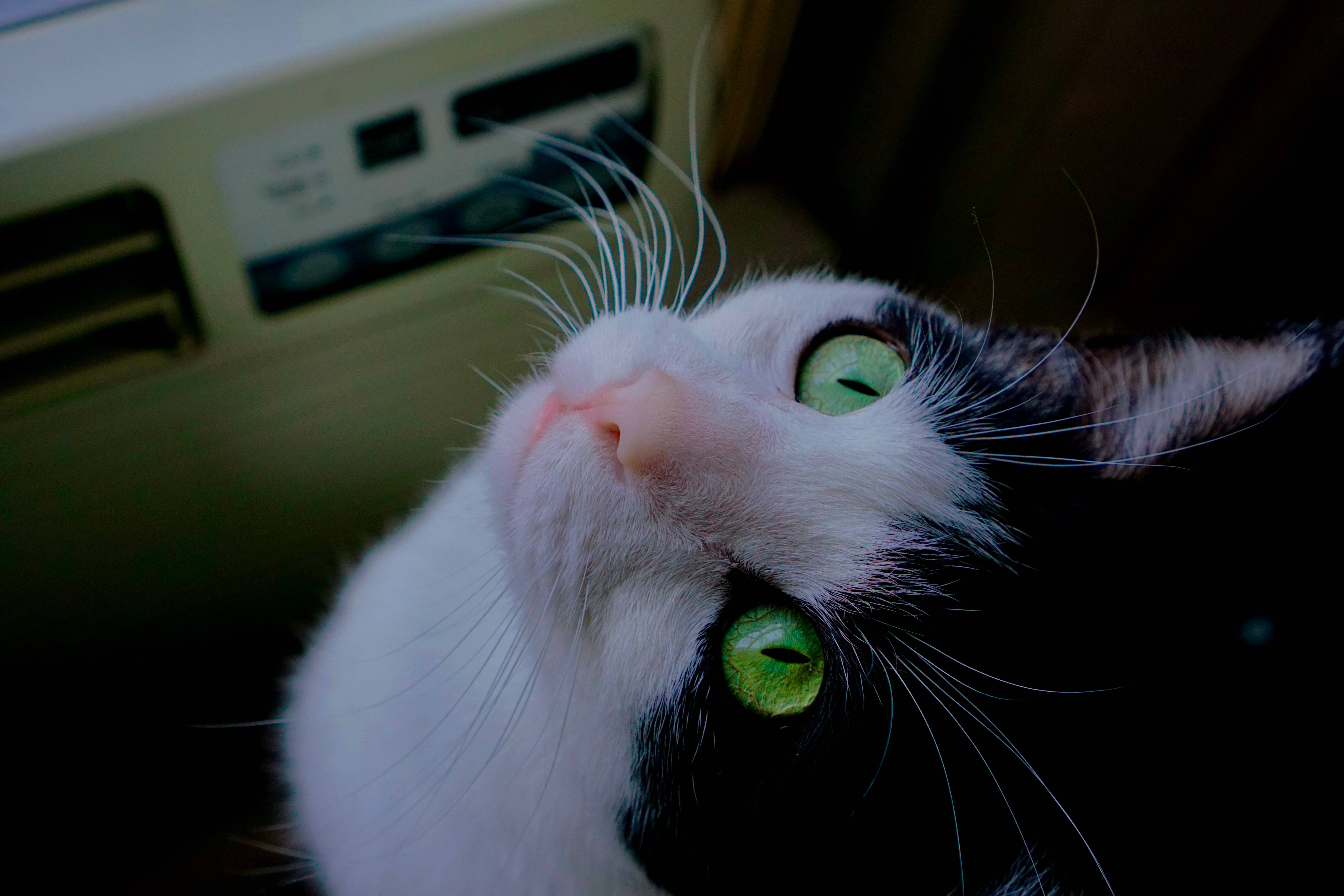 Estetik Arabadaki Kedi Duvar Kağıdı