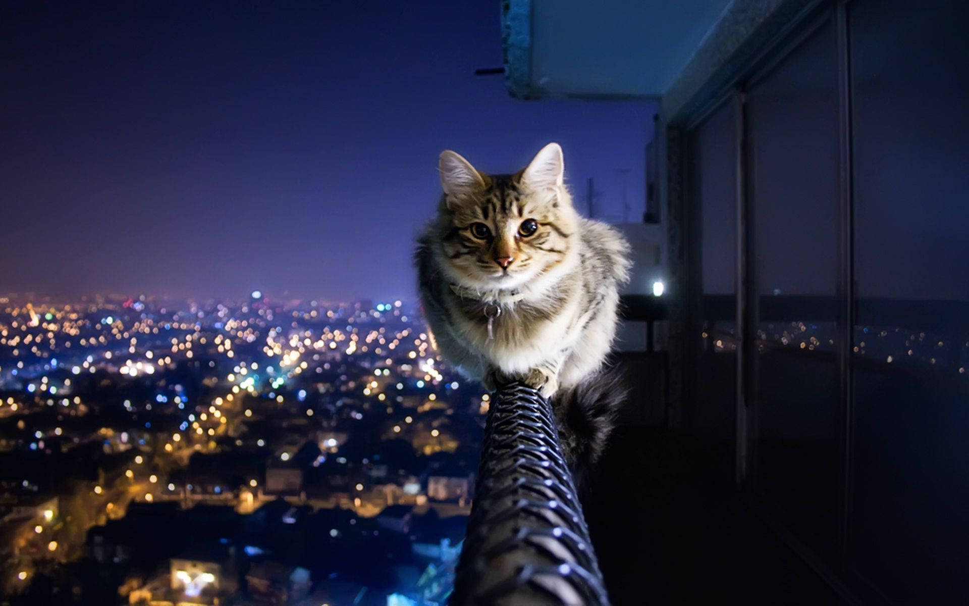 Estetik Balkondaki Kedi Duvar Kağıdı