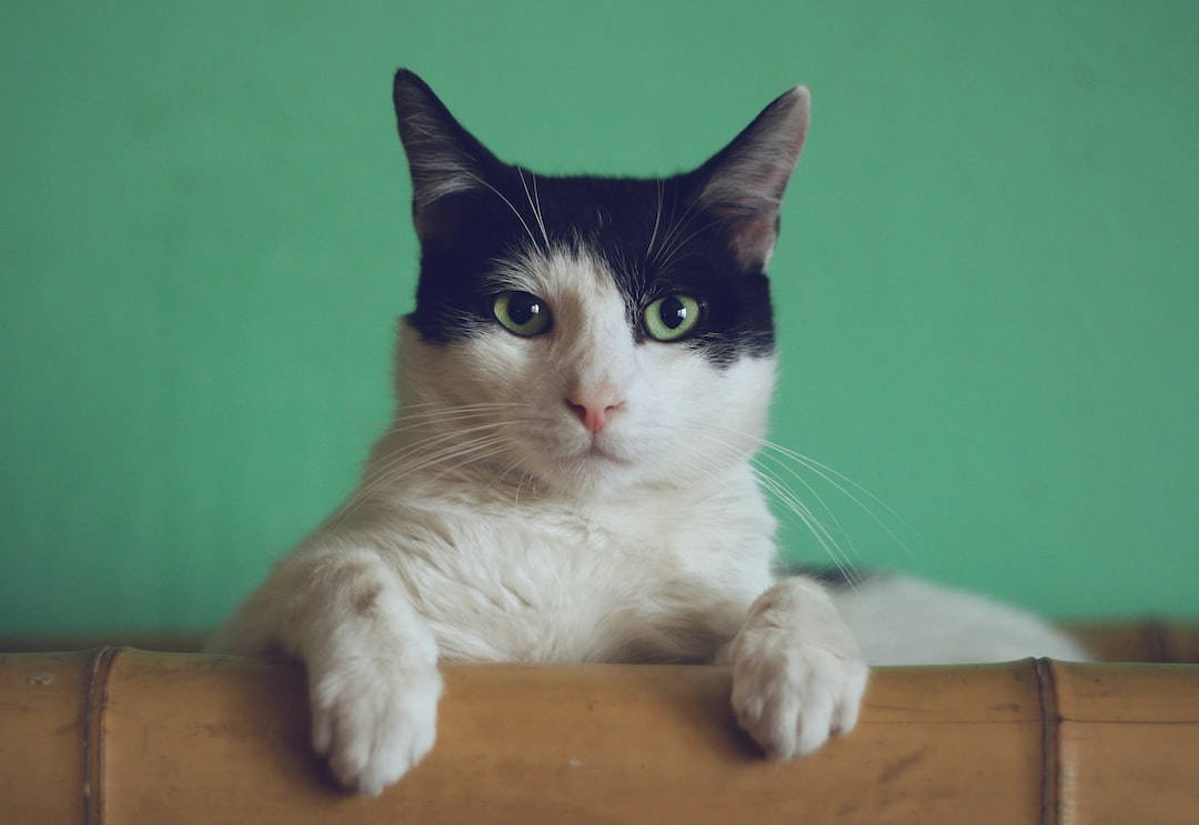 Estetik Bambudaki Kedi Duvar Kağıdı