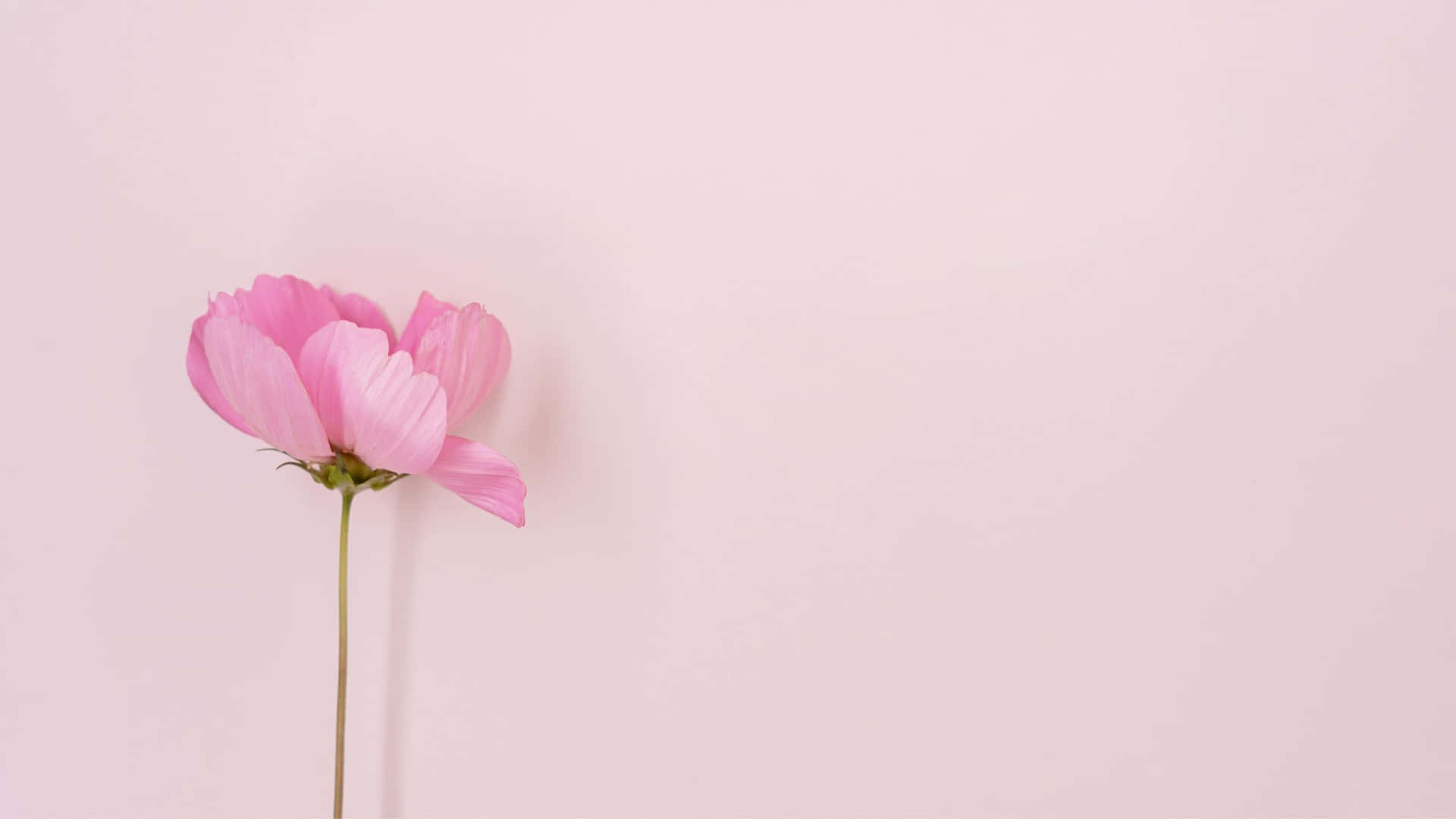 Estetik Bilgisayar Açık Pembe [duvar kağıdı] — Pembe estetik GIF Duvar Kağıdı