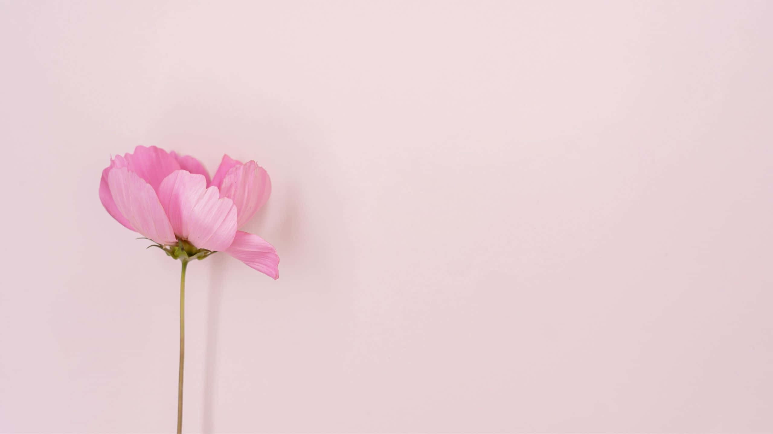 Estetik Bilgisayar Açık Pembe Şakayık Duvar Kağıdı