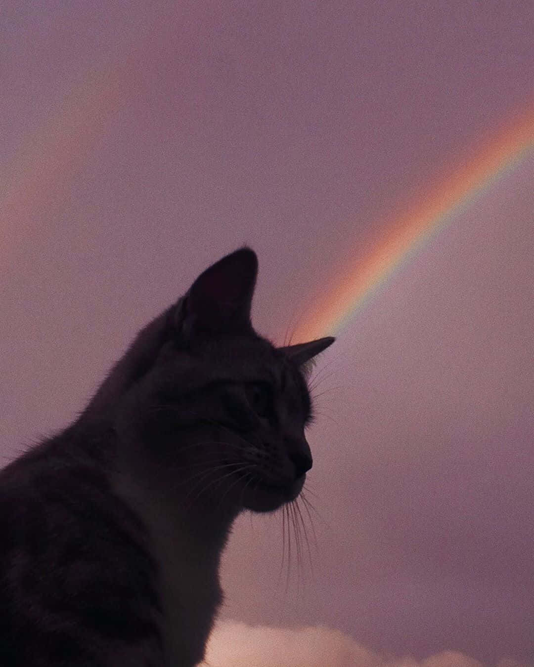 Estetik Bir Kedi Doğal Ortamında Duvar Kağıdı