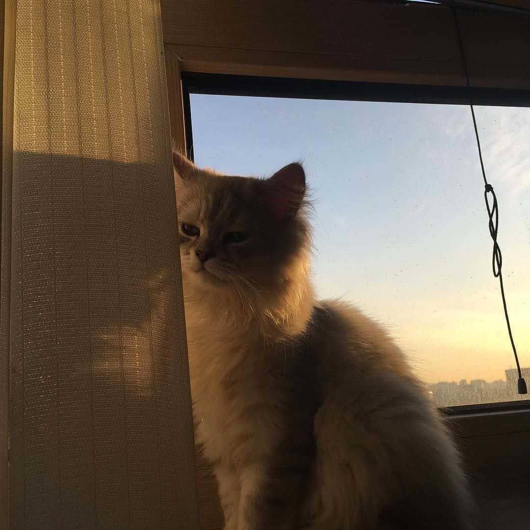 Estetik Bir Kedi Mırlamaya Hazır Duvar Kağıdı