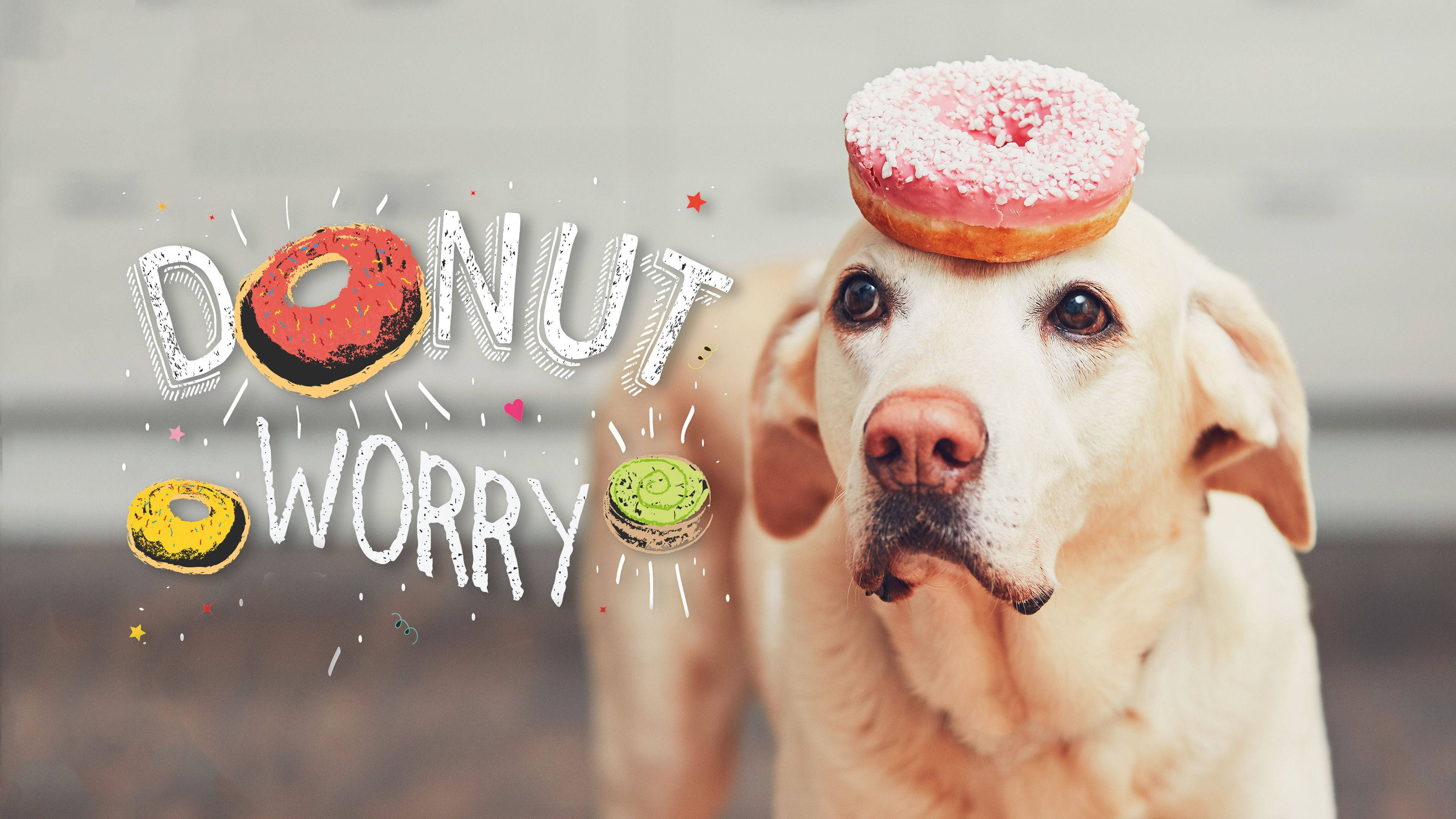 Estetik Dizüstü Bilgisayar Duvar Kağıdı: Köpeğin Üzerinde Donut Duvar Kağıdı