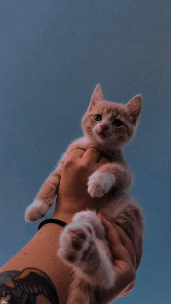 Estetik Kahverengi Yavru Kedi iPhone İçin Duvar Kağıdı