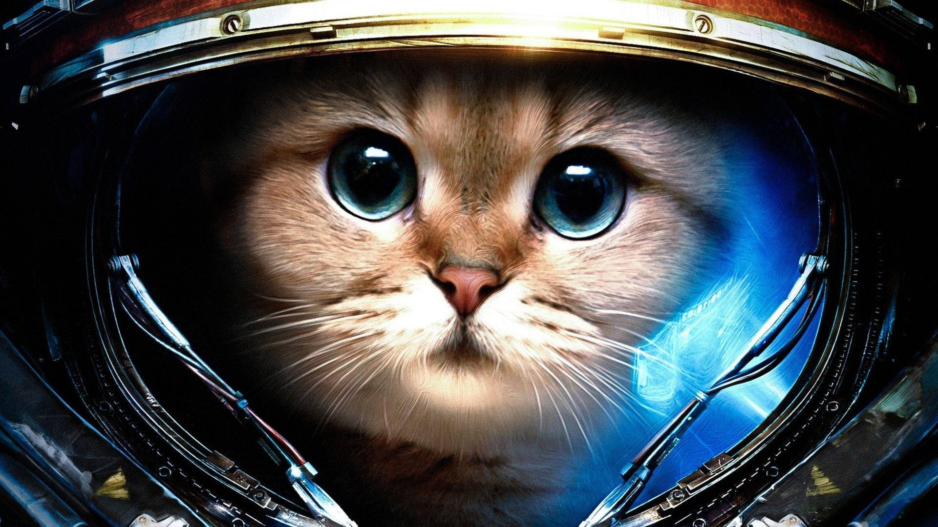 Estetik Kasklı Kedi Duvar Kağıdı
