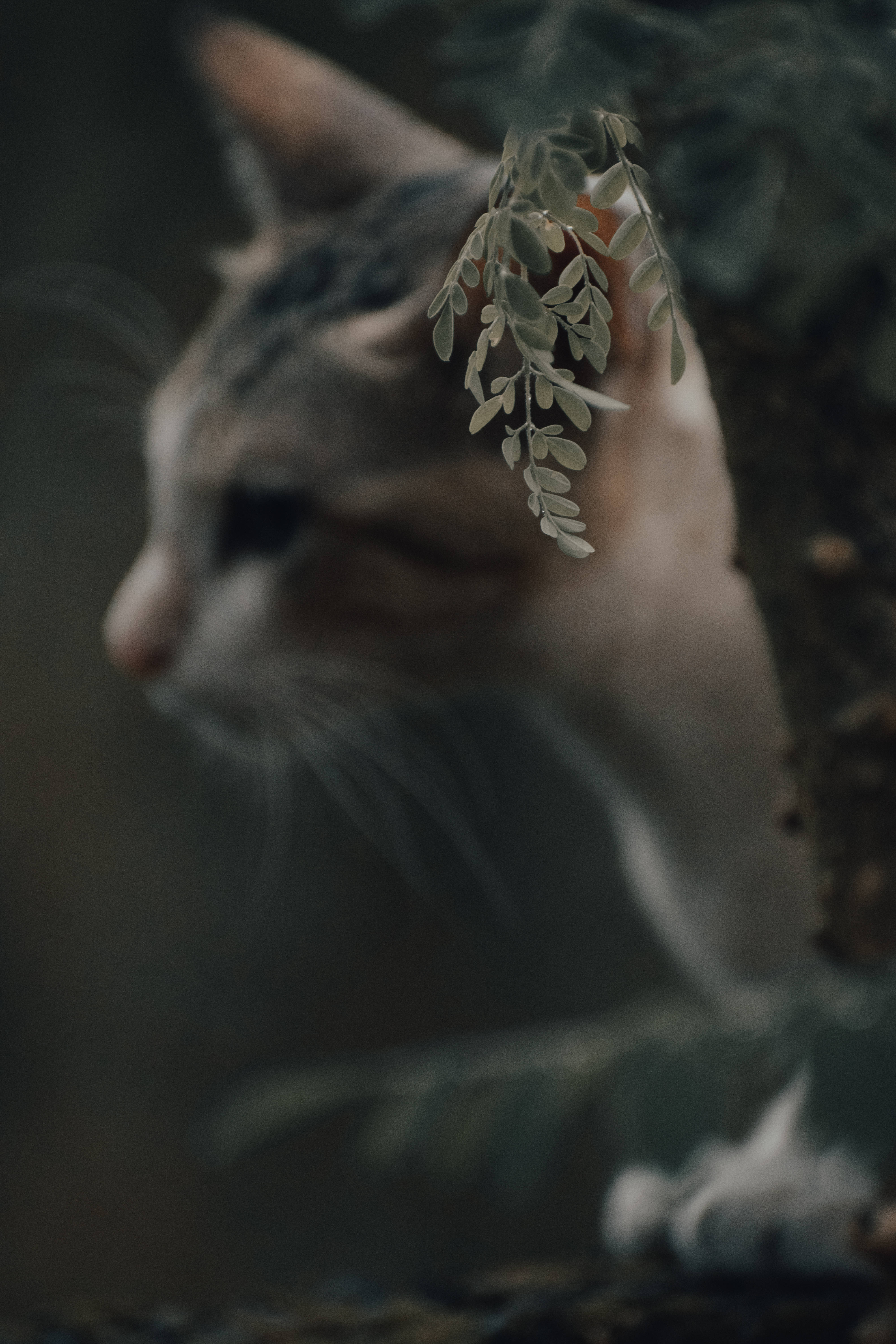 Estetik Kedi Ağaç Yanında Duvar Kağıdı