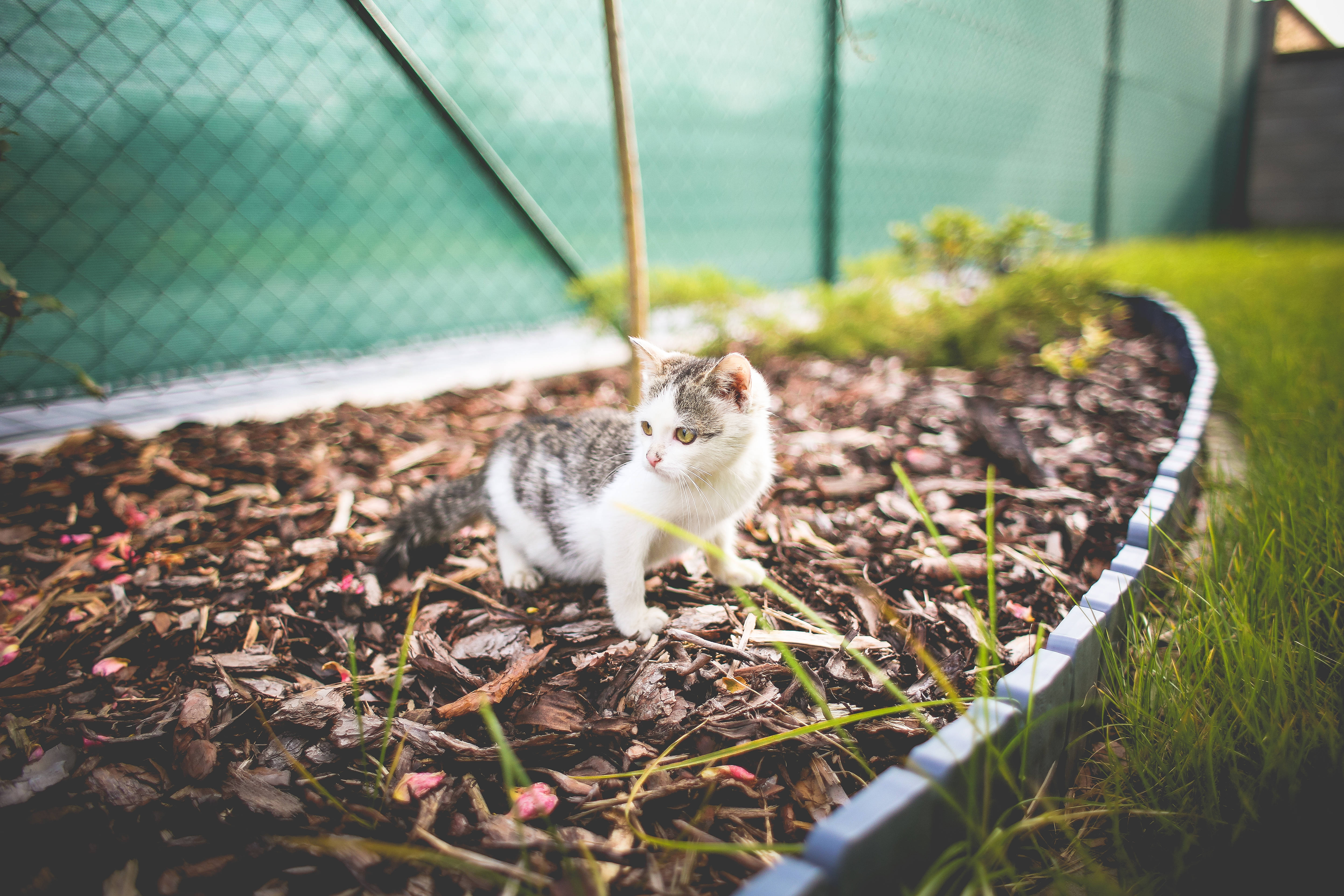 Estetik Kedi Bitki Kutusunda Duvar Kağıdı
