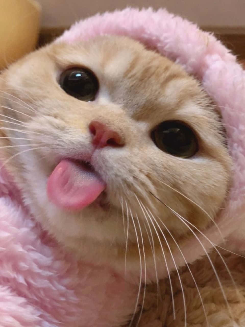 Estetik Kedi Duvar Kağıtları Duvar Kağıdı