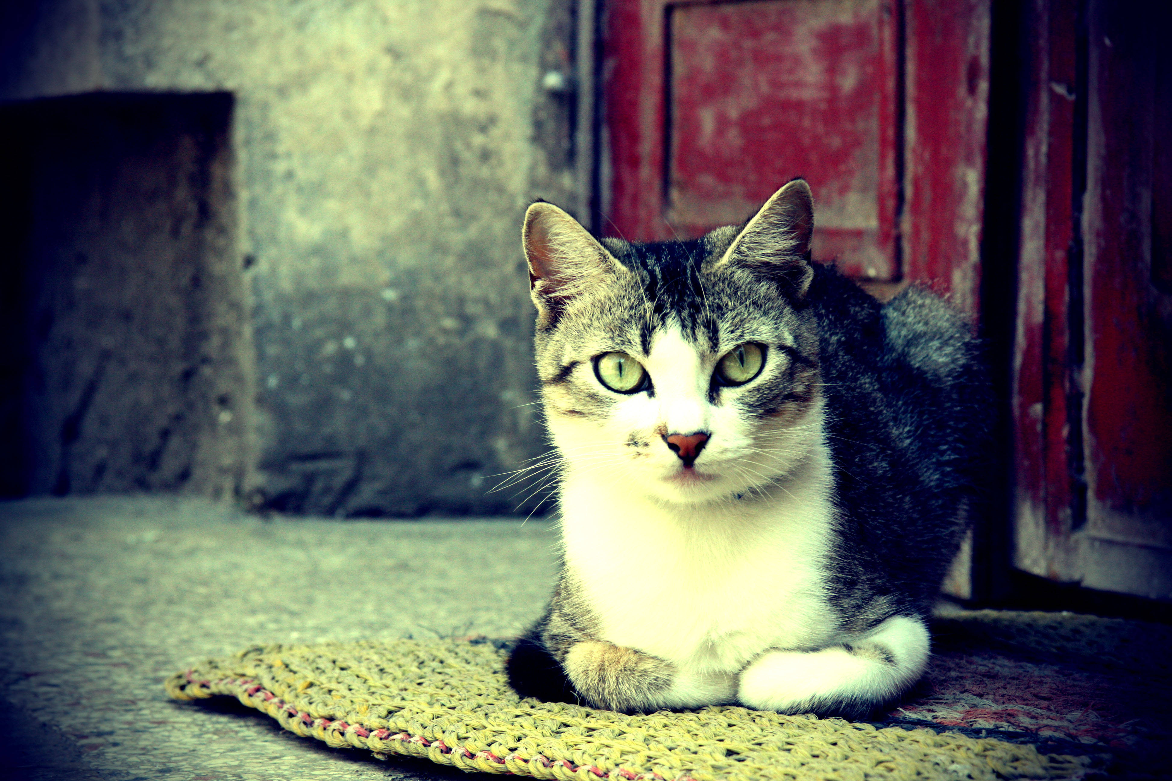 Estetik Kedi Halıda Duvar Kağıdı
