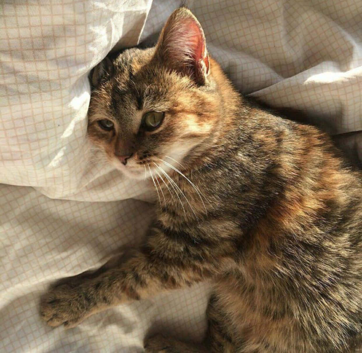 Estetik kedi hayalperest bir şekilde uzaklara bakıyor Duvar Kağıdı