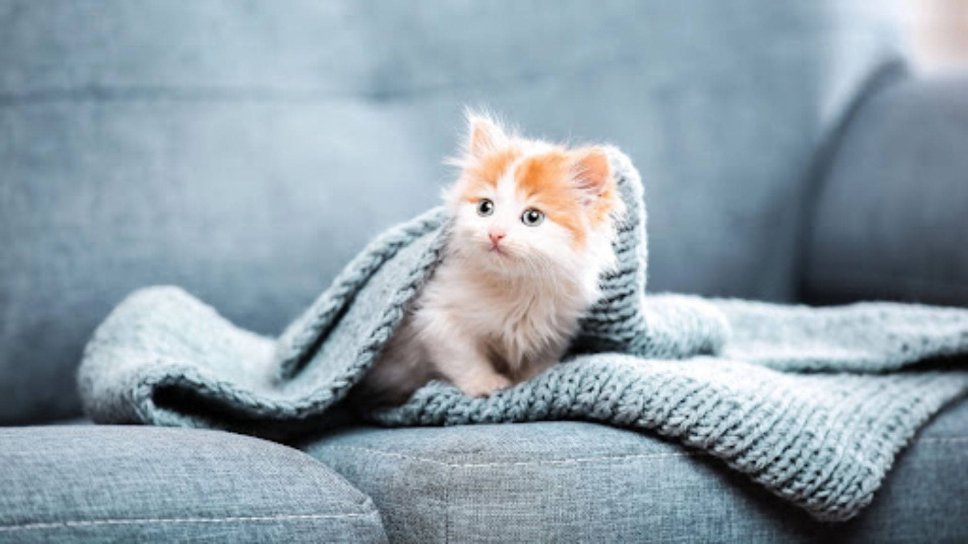 Estetik Kedi Kanepede Duvar Kağıdı