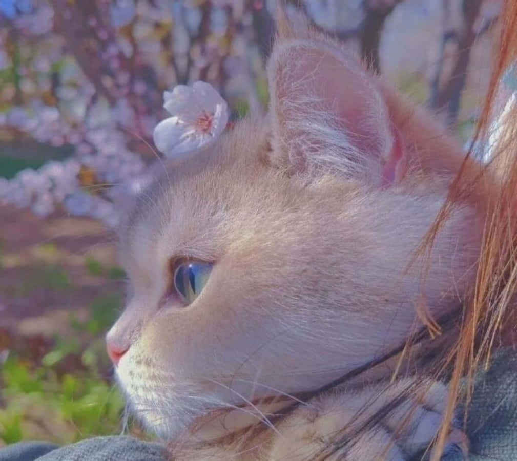 Estetik Kedi keyif yapıyor Duvar Kağıdı