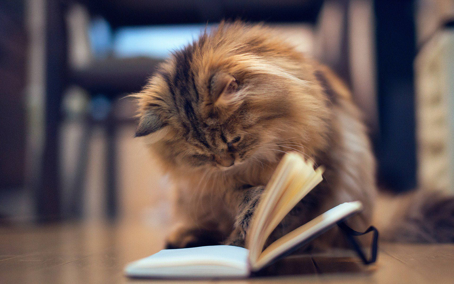 Estetik Kedi Kitap Okuyor Duvar Kağıdı
