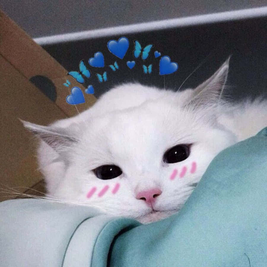 Estetik Kedi Pastel Pembelerin Hayalini Kuruyor Duvar Kağıdı