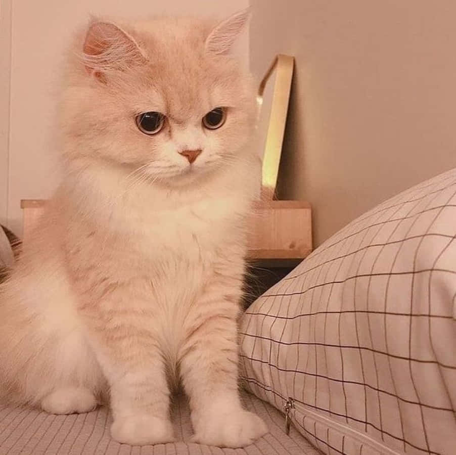 Estetik Kedi Renkli File Önünde Poz Veriyor Duvar Kağıdı