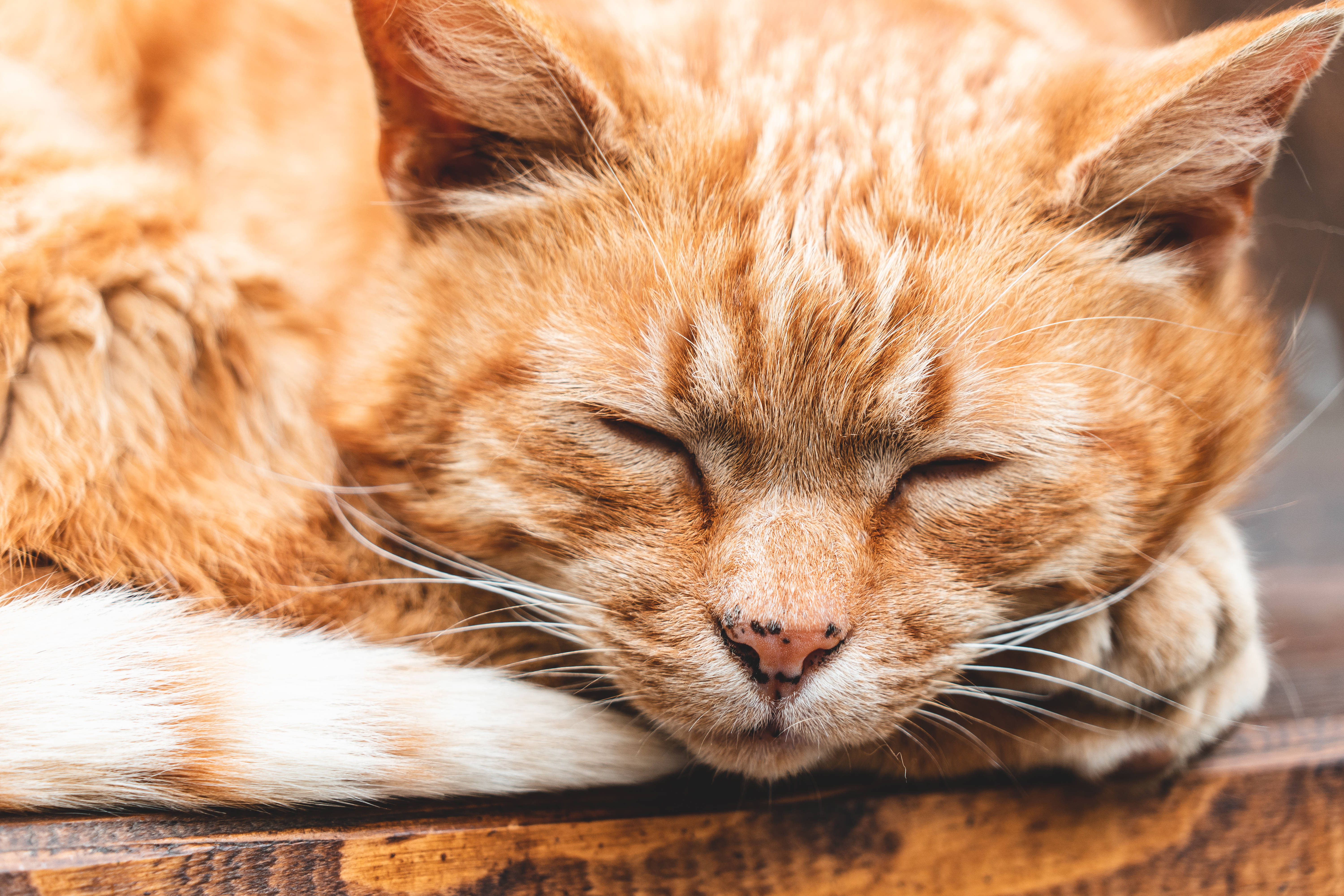 Estetik Kedi Uyuyor Duvar Kağıdı