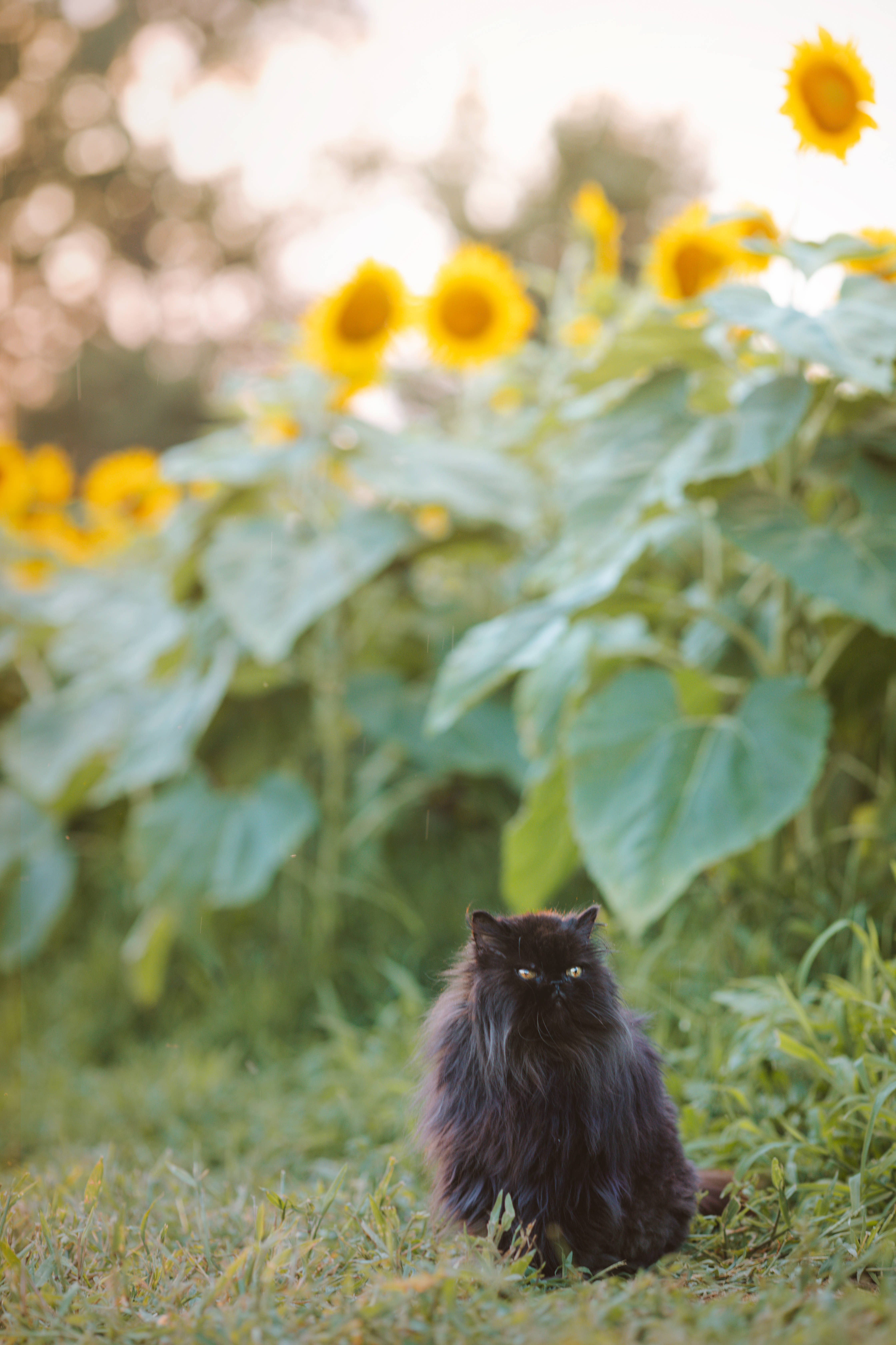 Estetik Kedi ve Ayçiçekleri Duvar Kağıdı