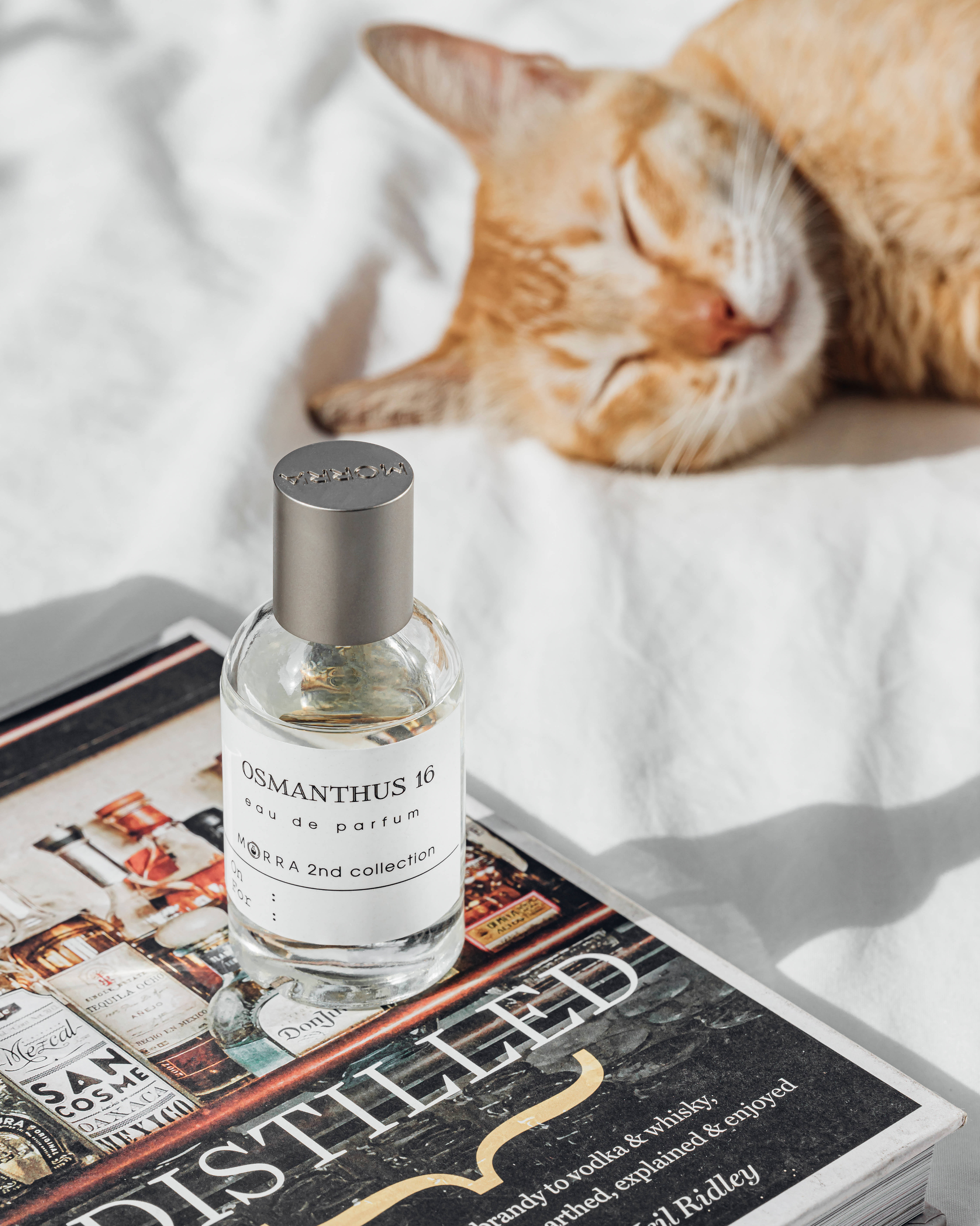 Estetik Kedi ve Kitap Duvar Kağıdı