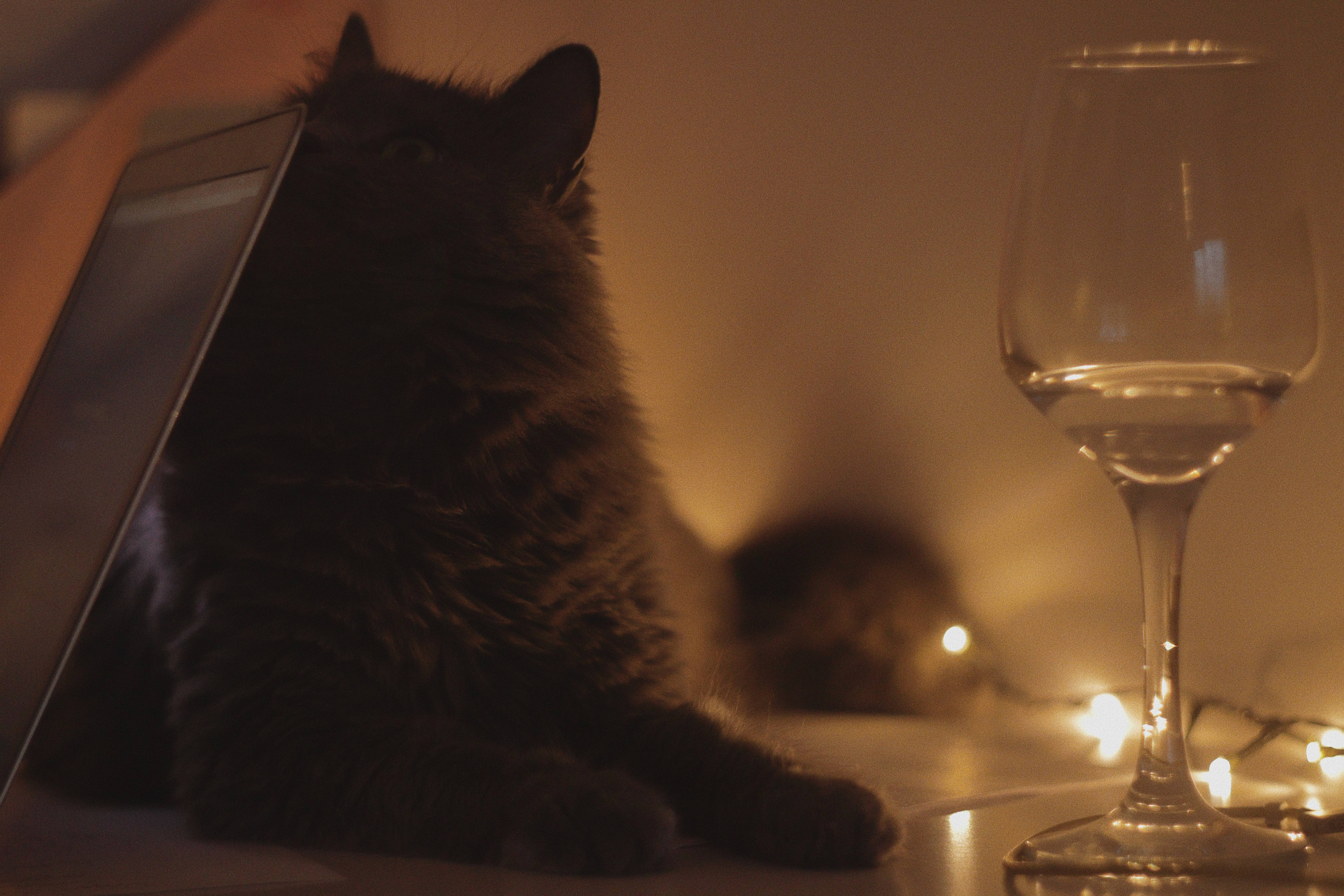 Estetik Kedi ve Şarap Kadehi Duvar Kağıdı