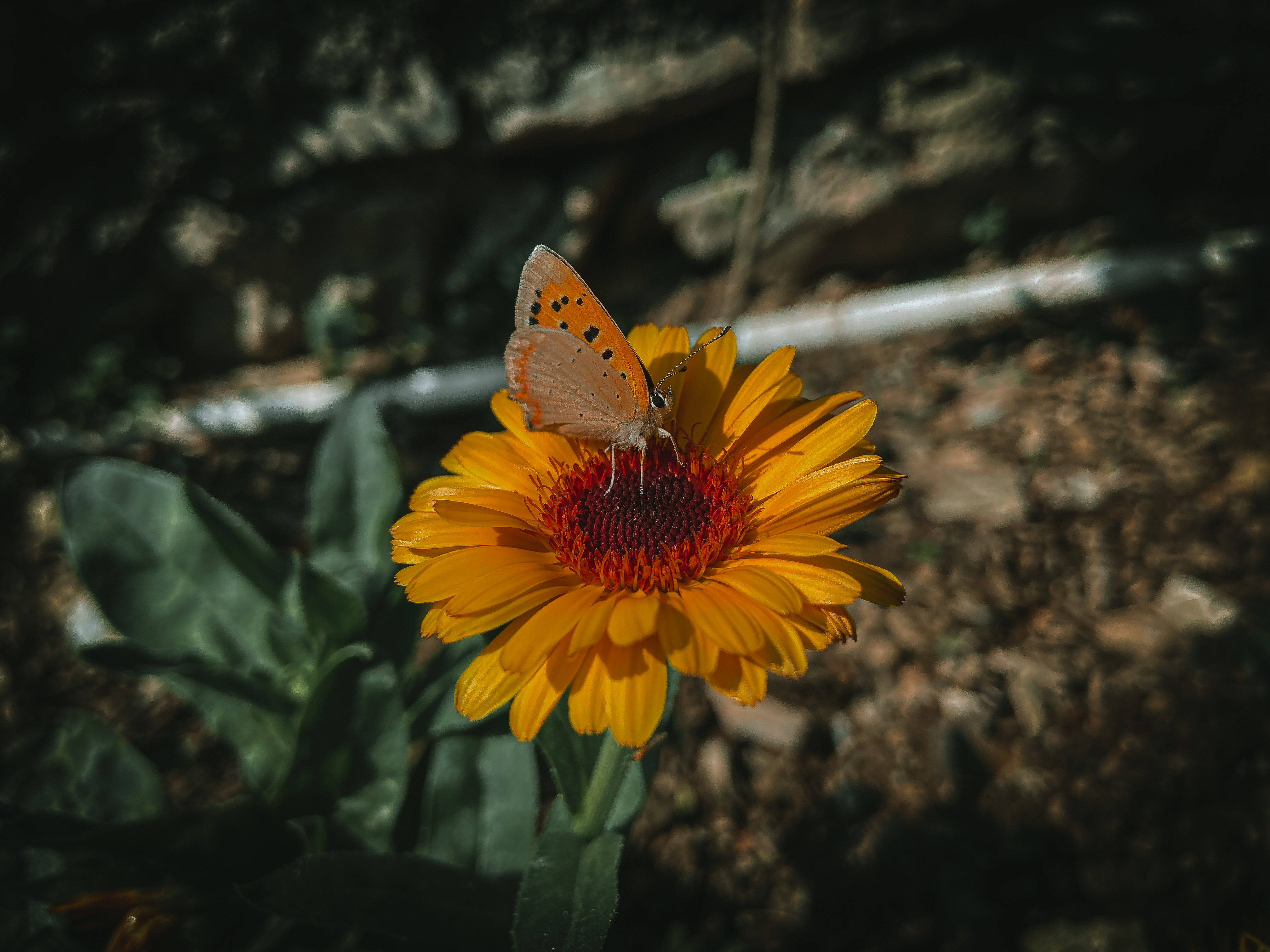 Estetik Kelebek Fotoğrafçılığı Duvar Kağıdı