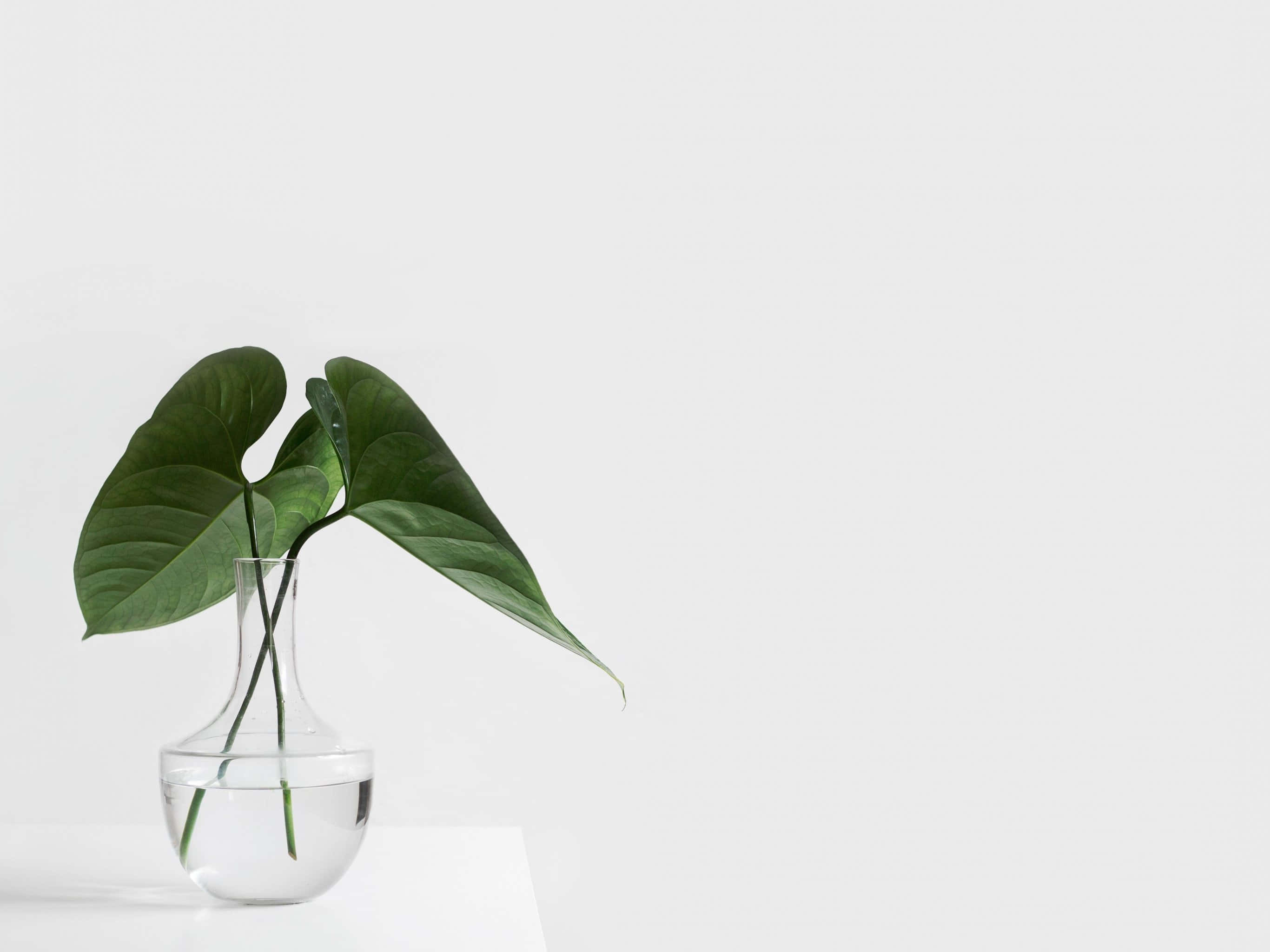 Estetik Minimalist arka plan Duvar Kağıdı