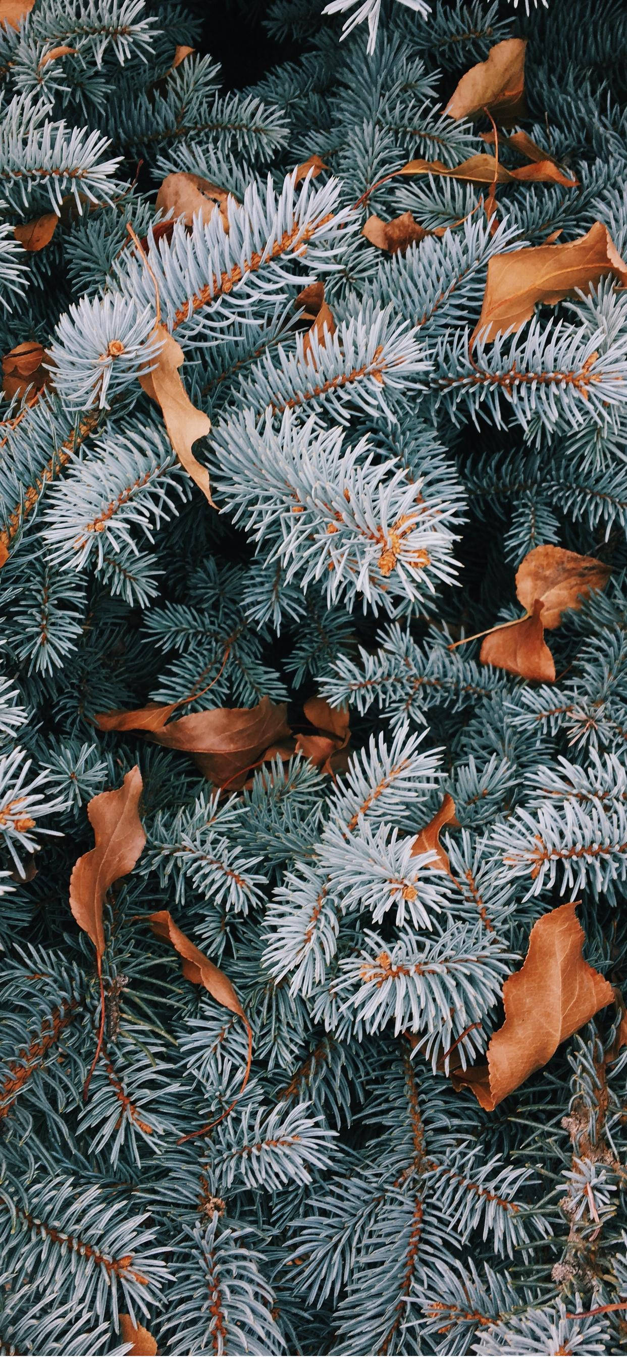 Estetik Noel iPhone Duvar Kağıdı