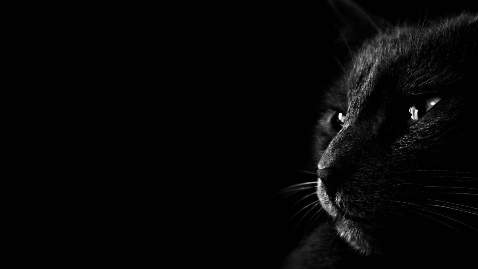 Estetik Siyah Kedi Duvar Kağıdı